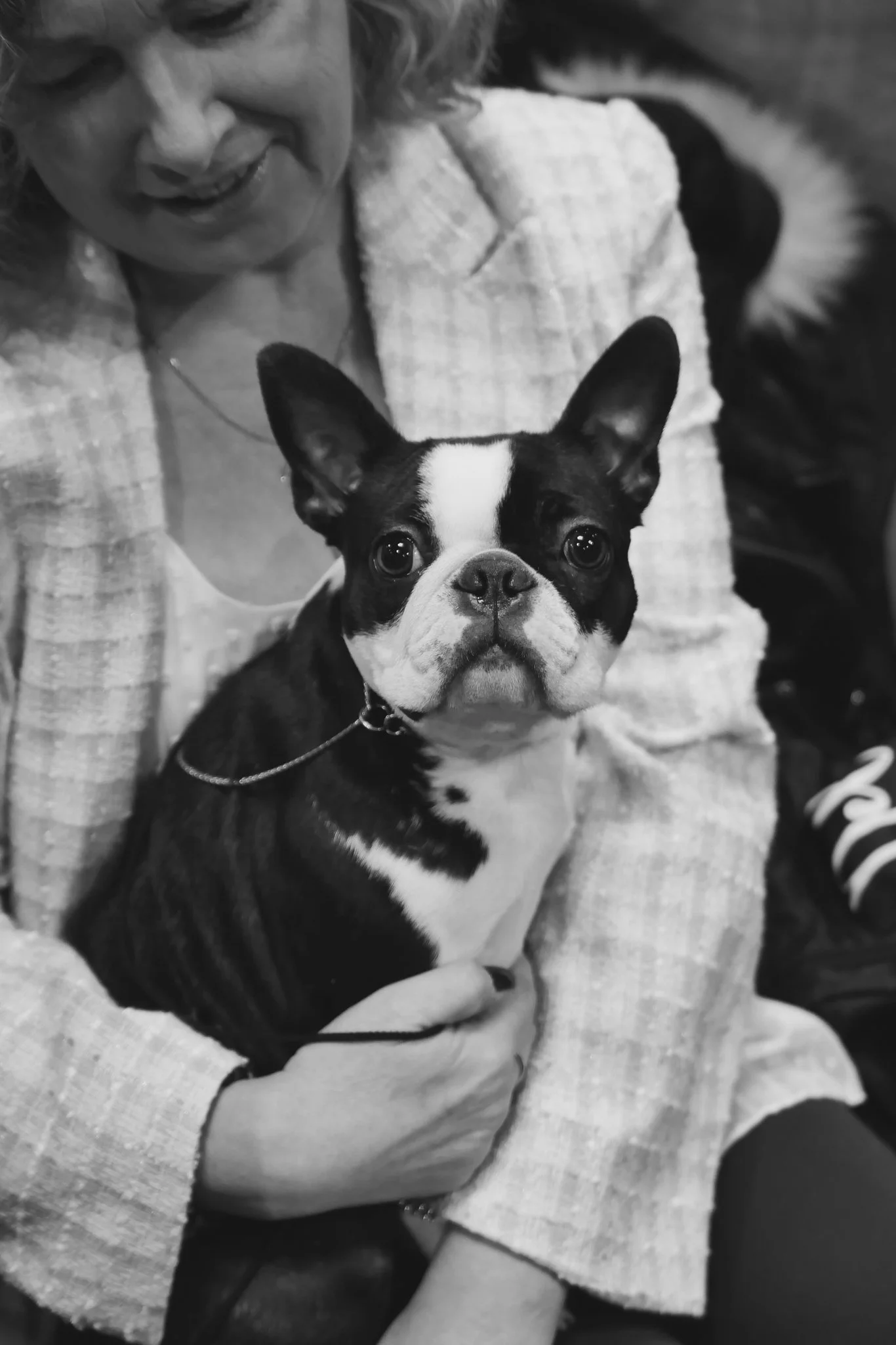 Crufts Day 2, Toy Dog, NEC Birmingham, Kennel Club -69.jpg