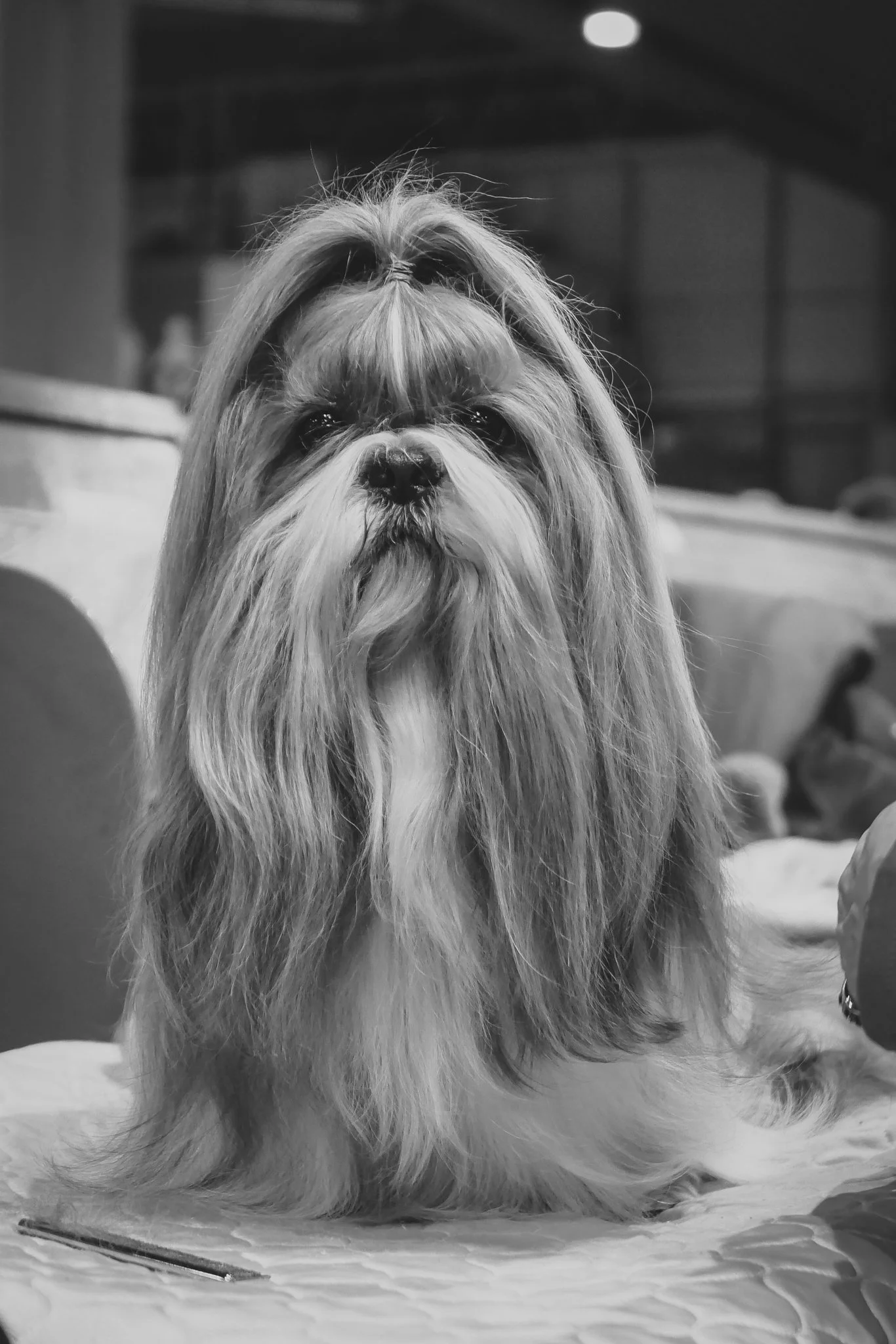 Crufts Day 2, Toy Dog, NEC Birmingham, Kennel Club -49.jpg