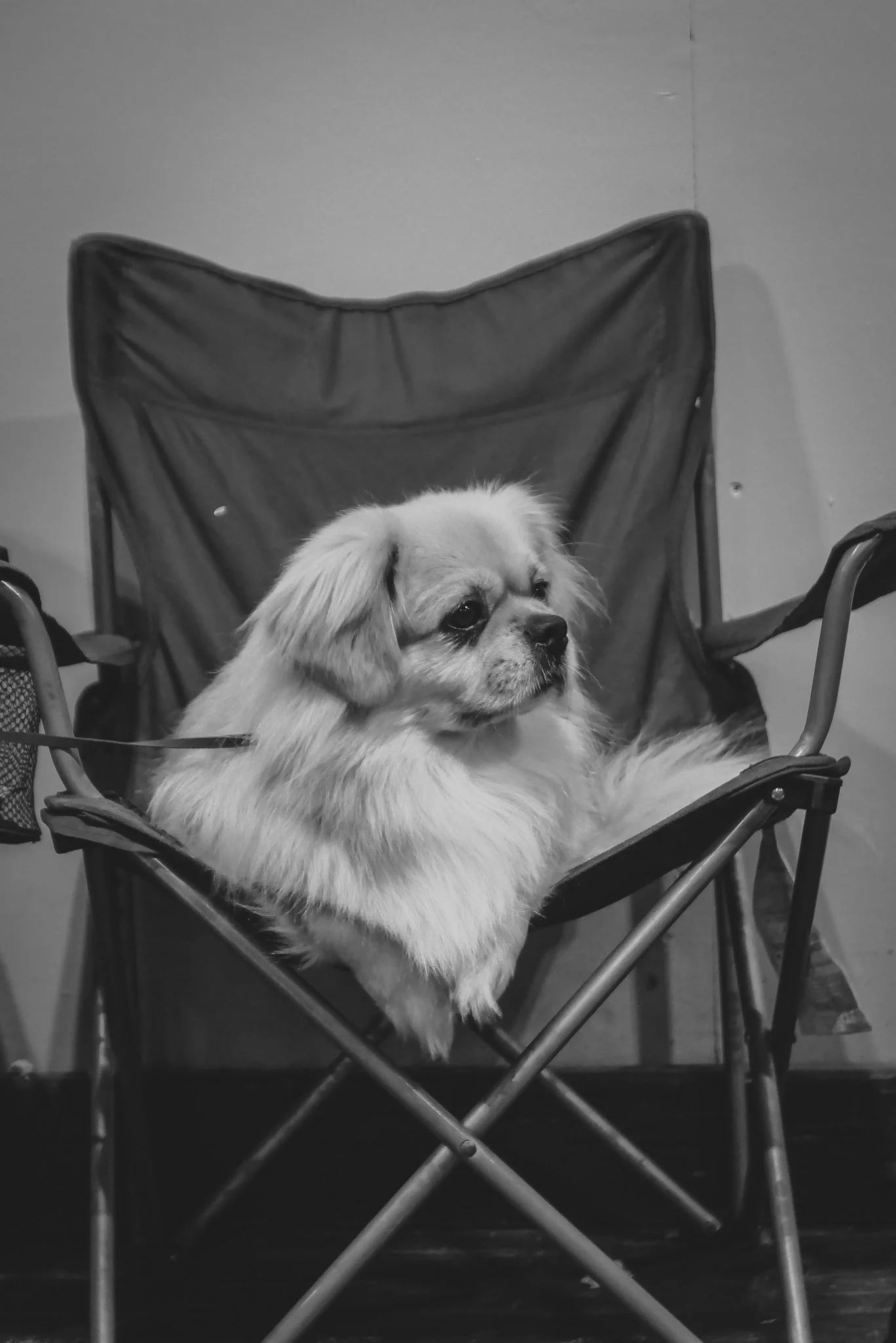 Crufts Day 2, Toy Dog, NEC Birmingham, Kennel Club -80.jpg