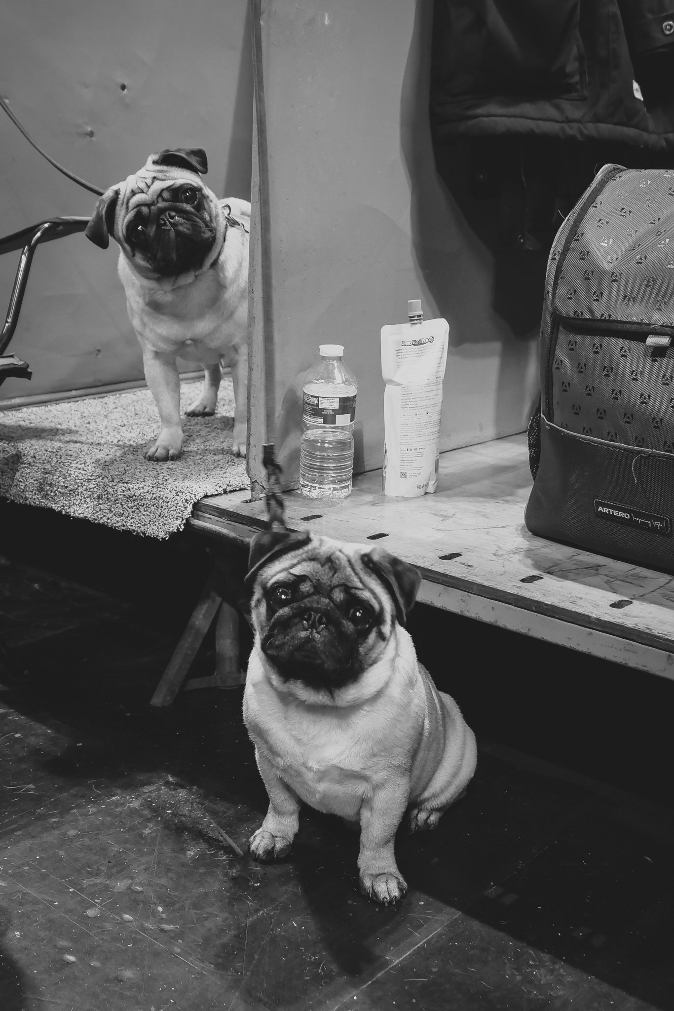 Crufts Day 2, Toy Dog, NEC Birmingham, Kennel Club -83.jpg