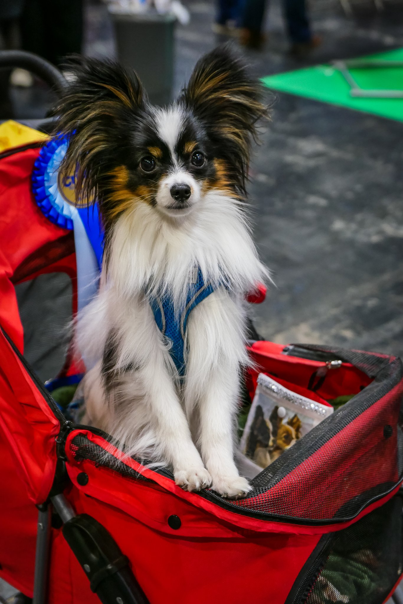 Crufts Day 2, Toy Dog, NEC Birmingham, Kennel Club -99.jpg