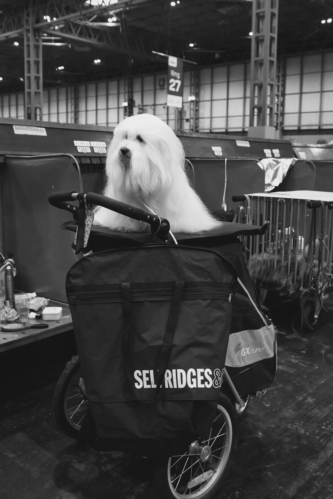Crufts Day 2, Toy Dog, NEC Birmingham, Kennel Club -117.jpg