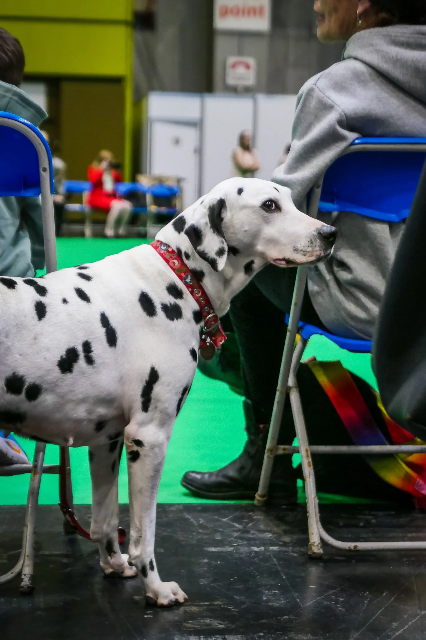 Crufts Day 2, Toy Dog, NEC Birmingham, Kennel Club -120.jpg