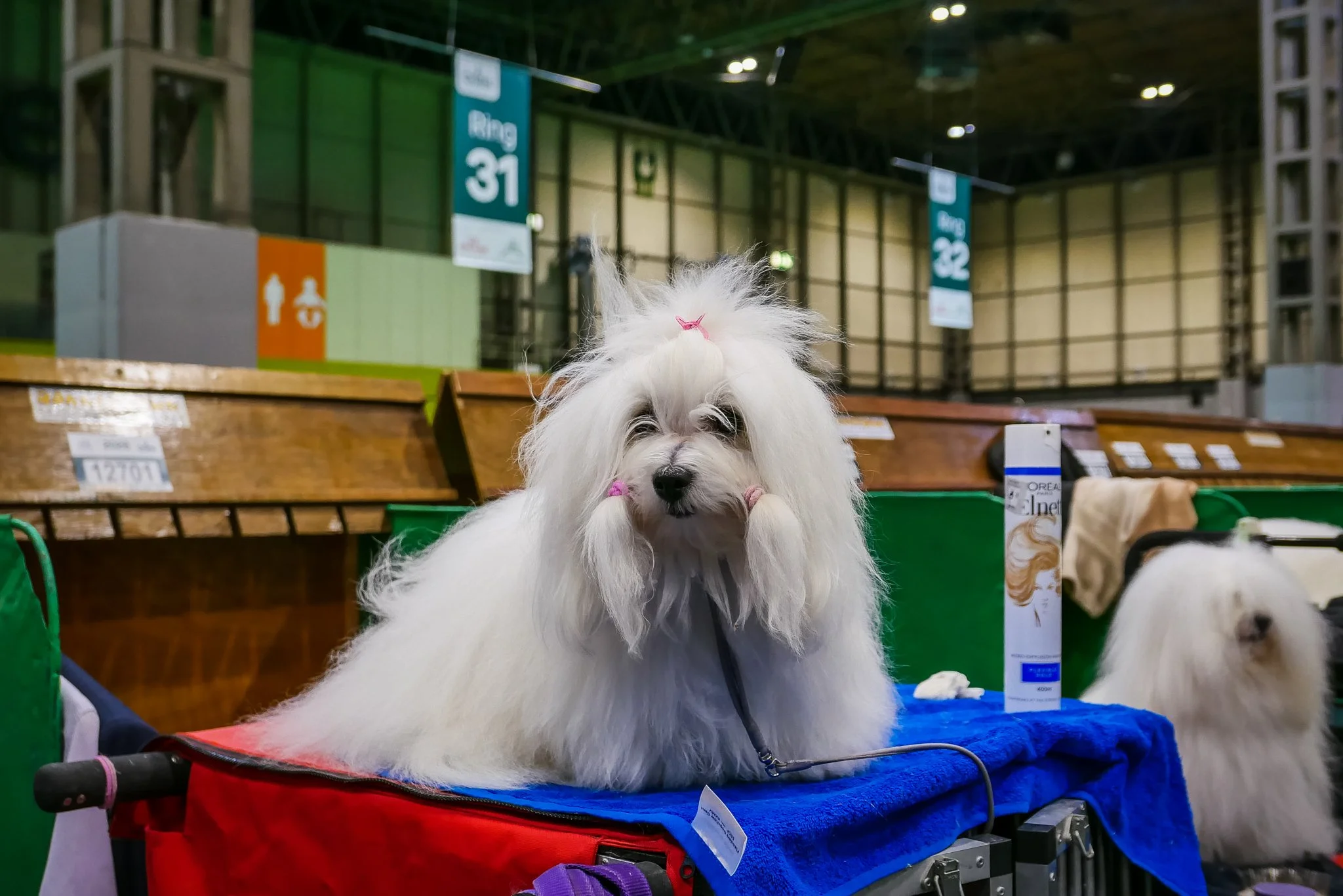 Crufts Day 2, Toy Dog, NEC Birmingham, Kennel Club -113.jpg