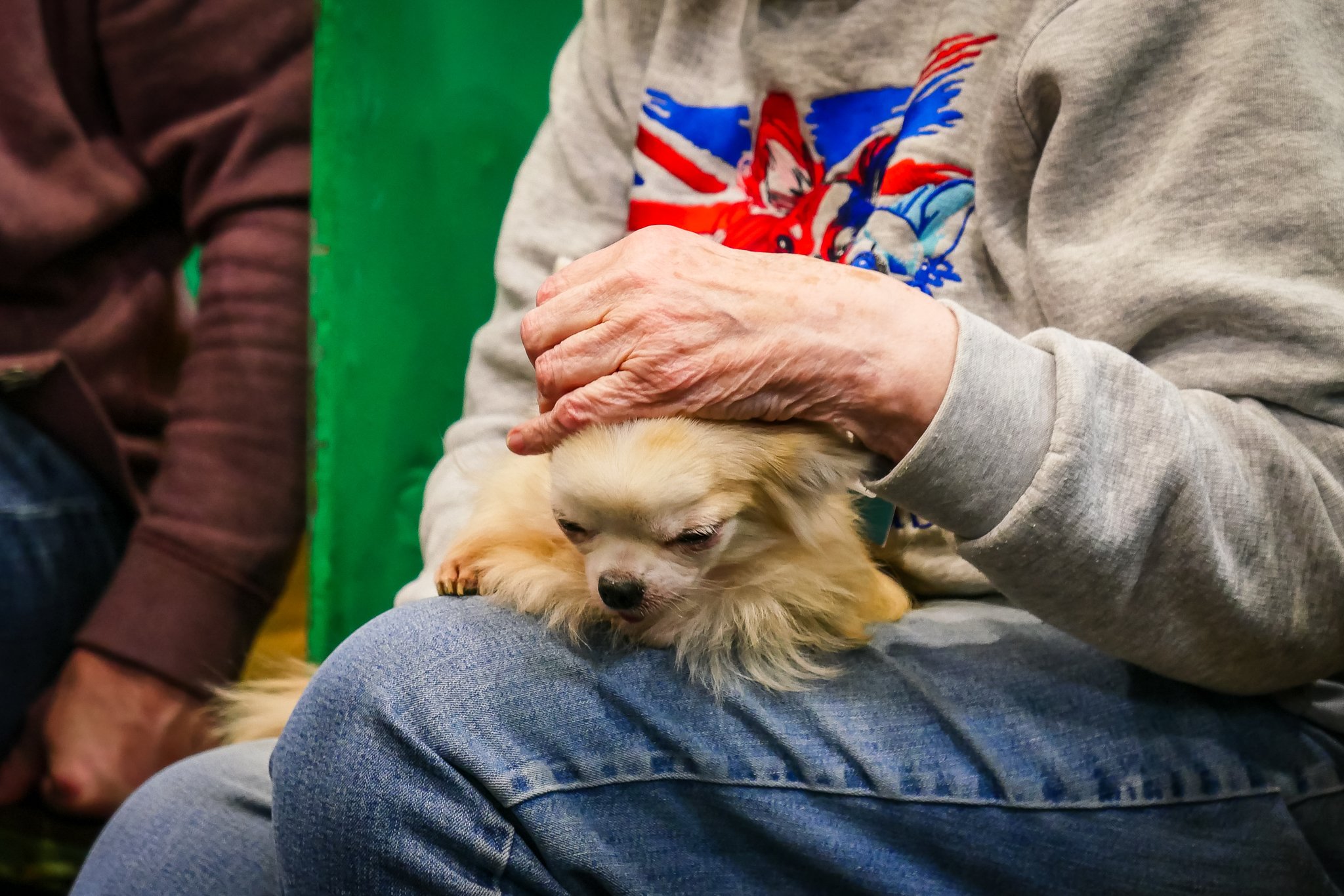 Crufts Day 2, Toy Dog, NEC Birmingham, Kennel Club -94.jpg
