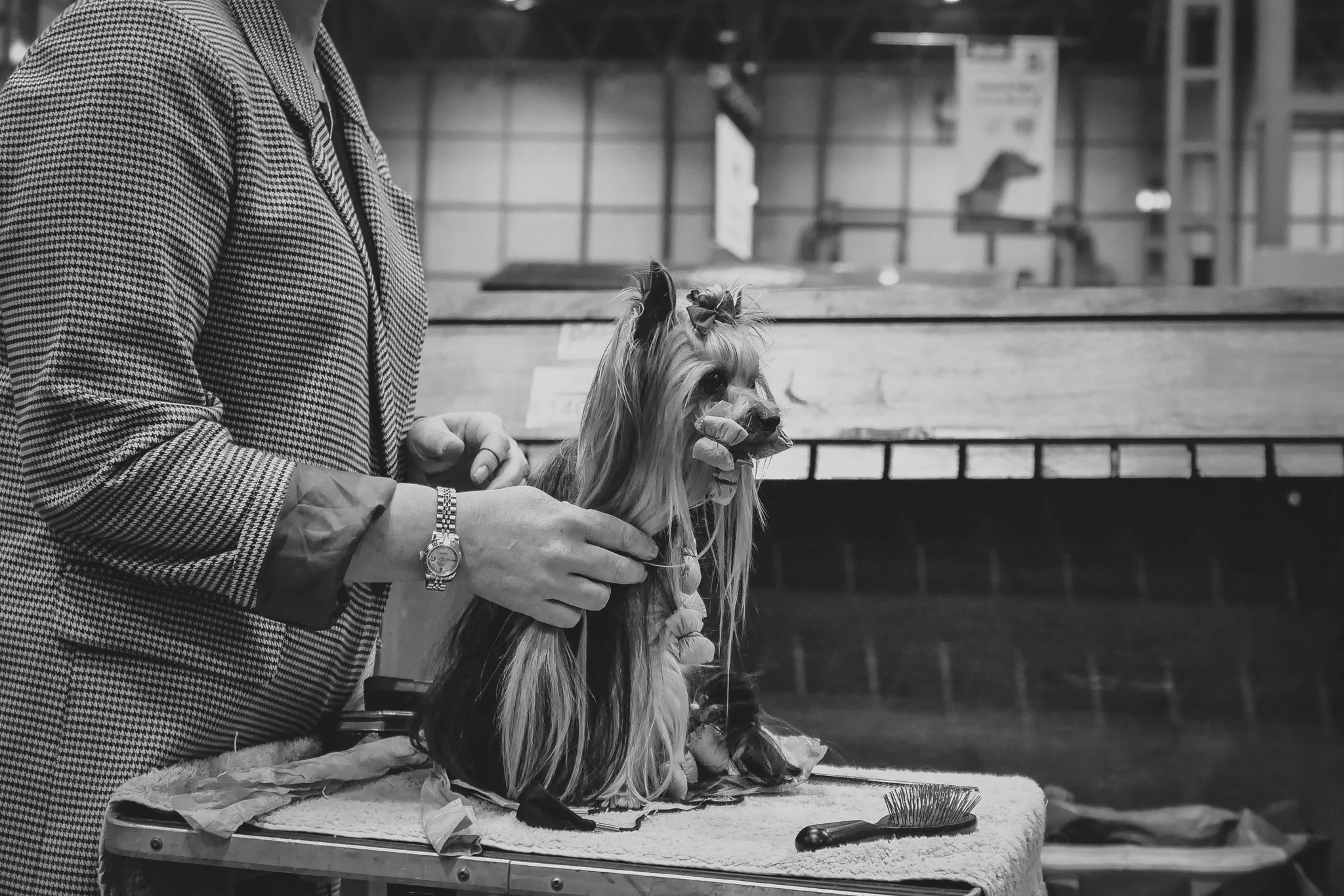 Crufts Day 2, Toy Dog, NEC Birmingham, Kennel Club -123.jpg