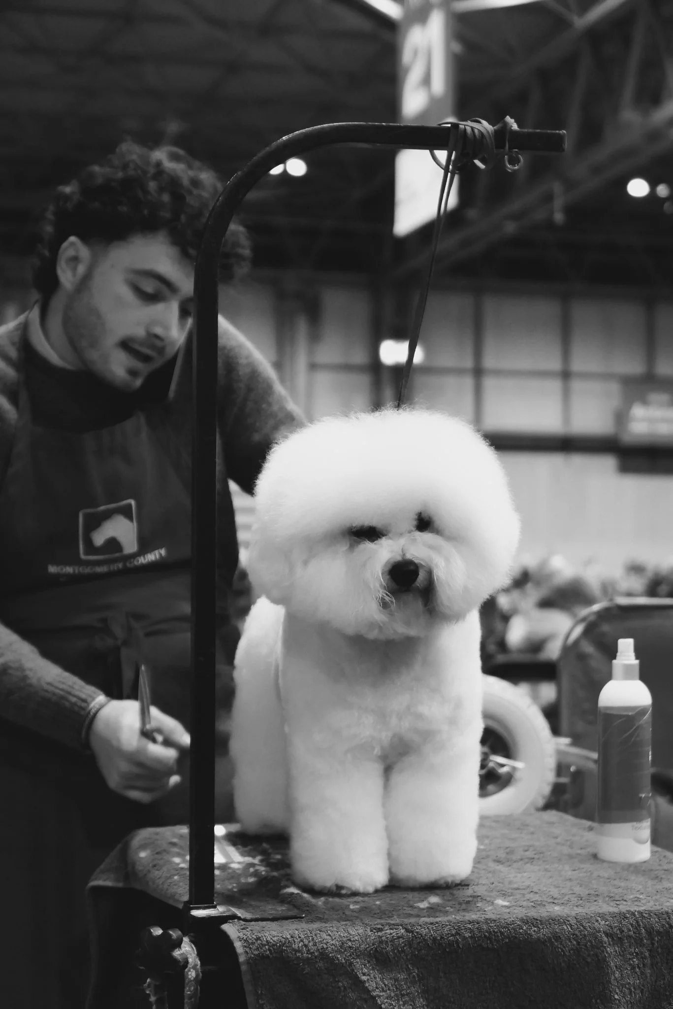Crufts Day 2, Toy Dog, NEC Birmingham, Kennel Club -73.jpg