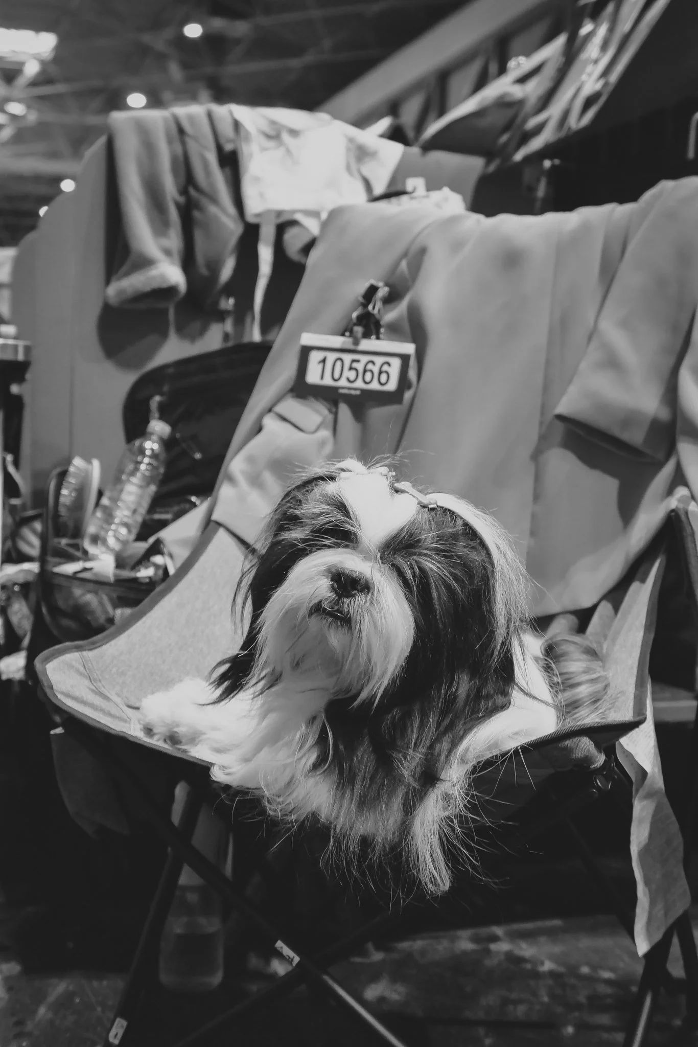 Crufts Day 2, Toy Dog, NEC Birmingham, Kennel Club -57.jpg