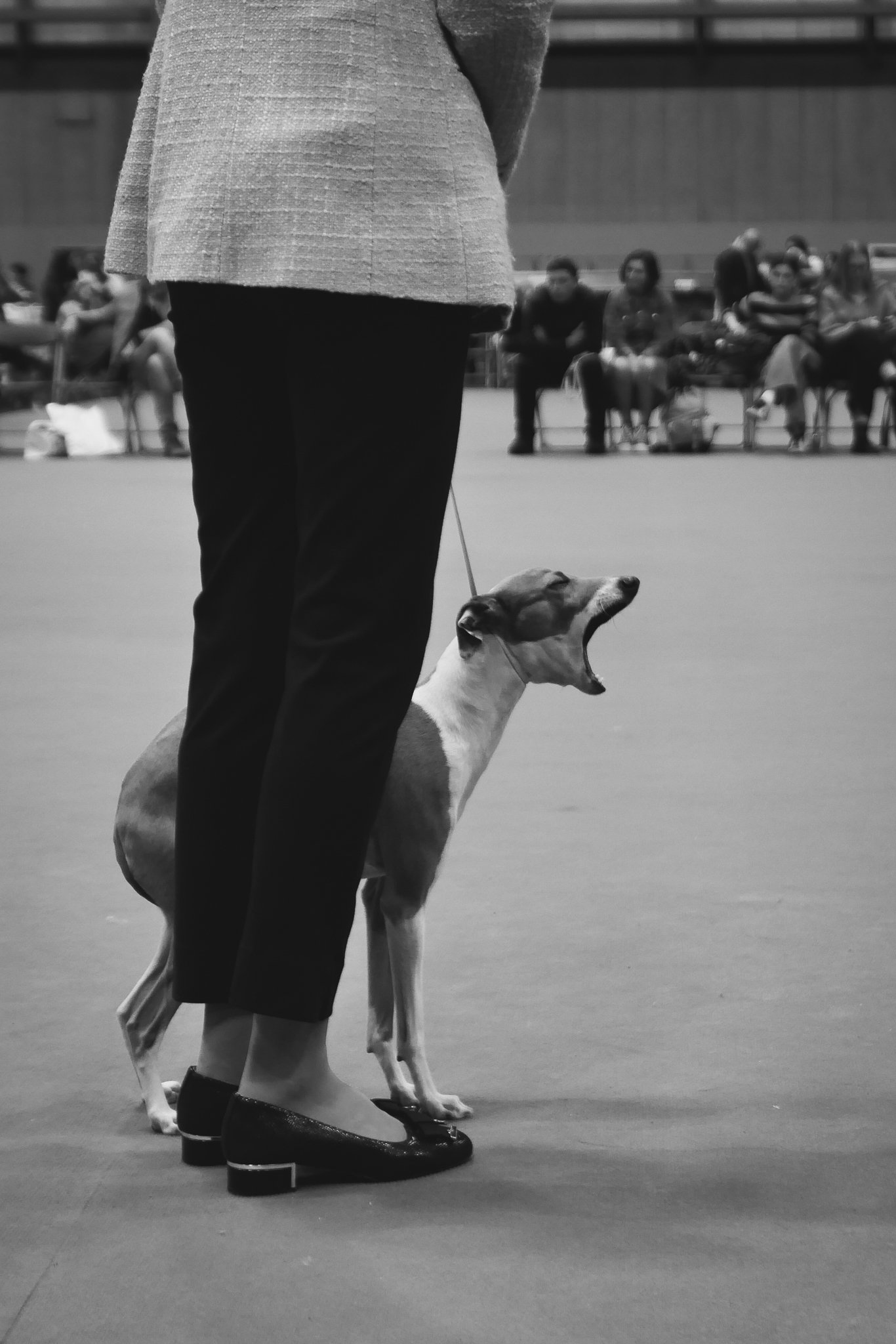 Crufts Day 2, Toy Dog, NEC Birmingham, Kennel Club -87.jpg