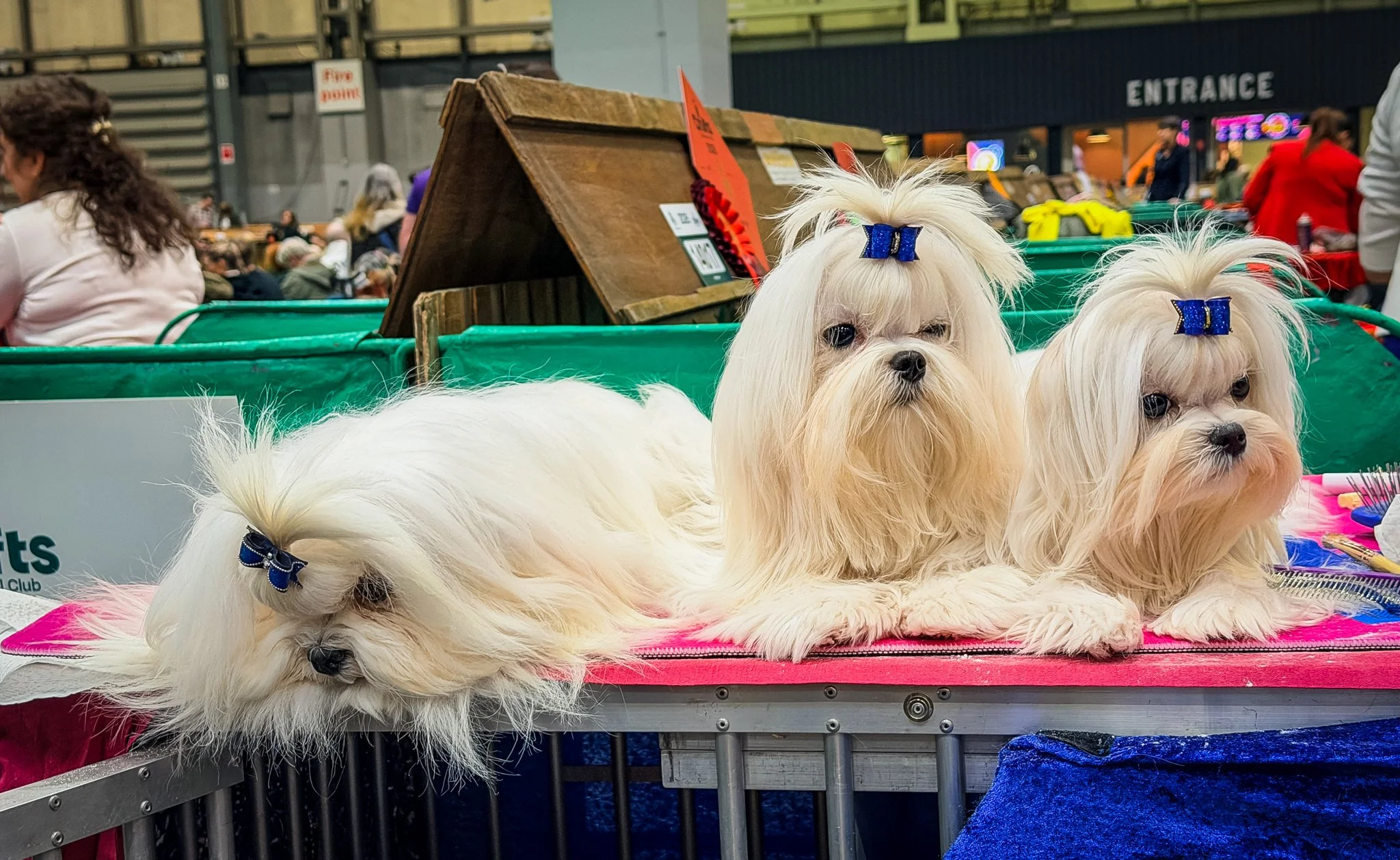 Crufts - Utility and Toy Dogs