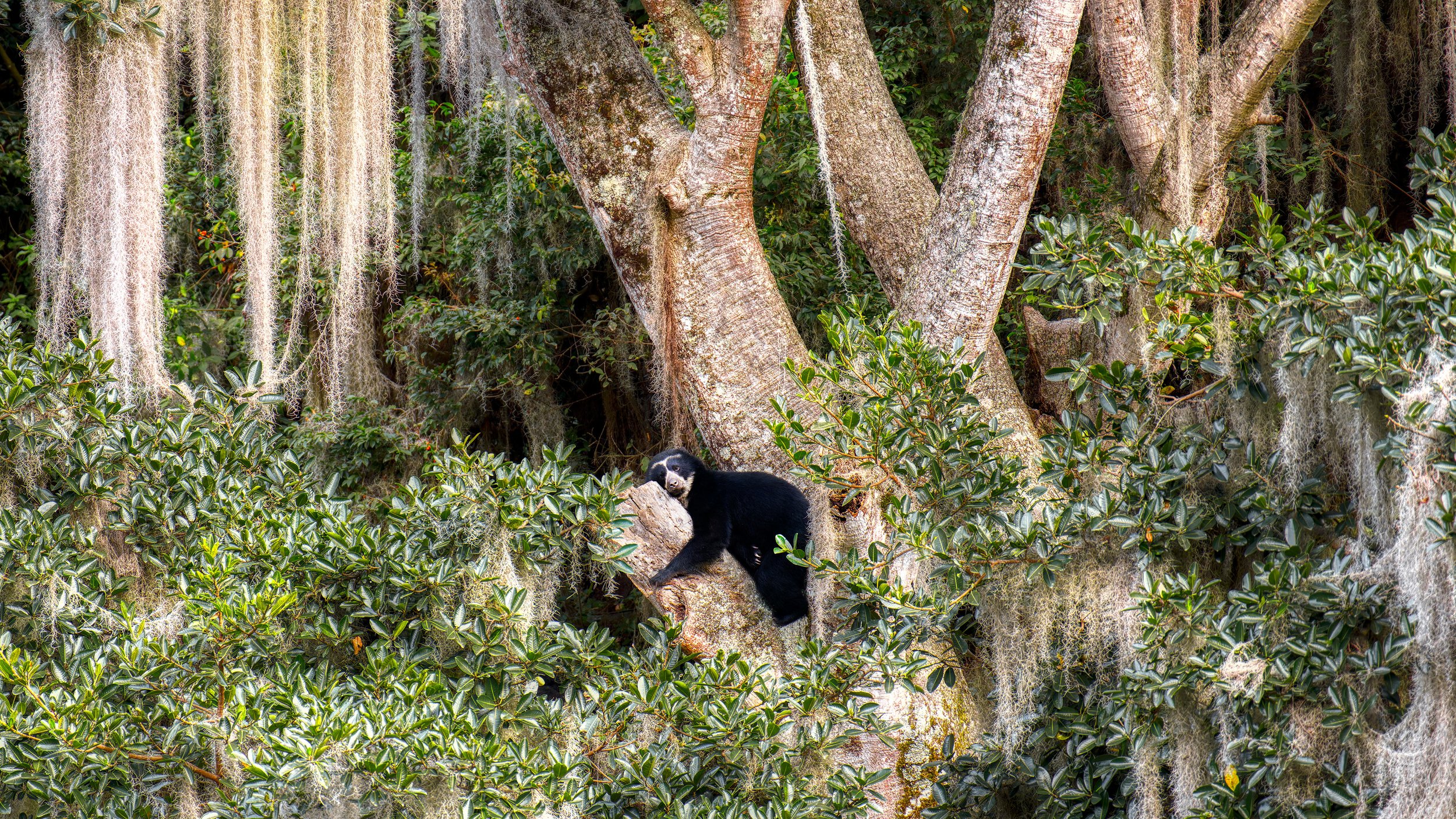 20260428_OHR.AndeanBear_EN-US2465945308_UHD_bing.jpg