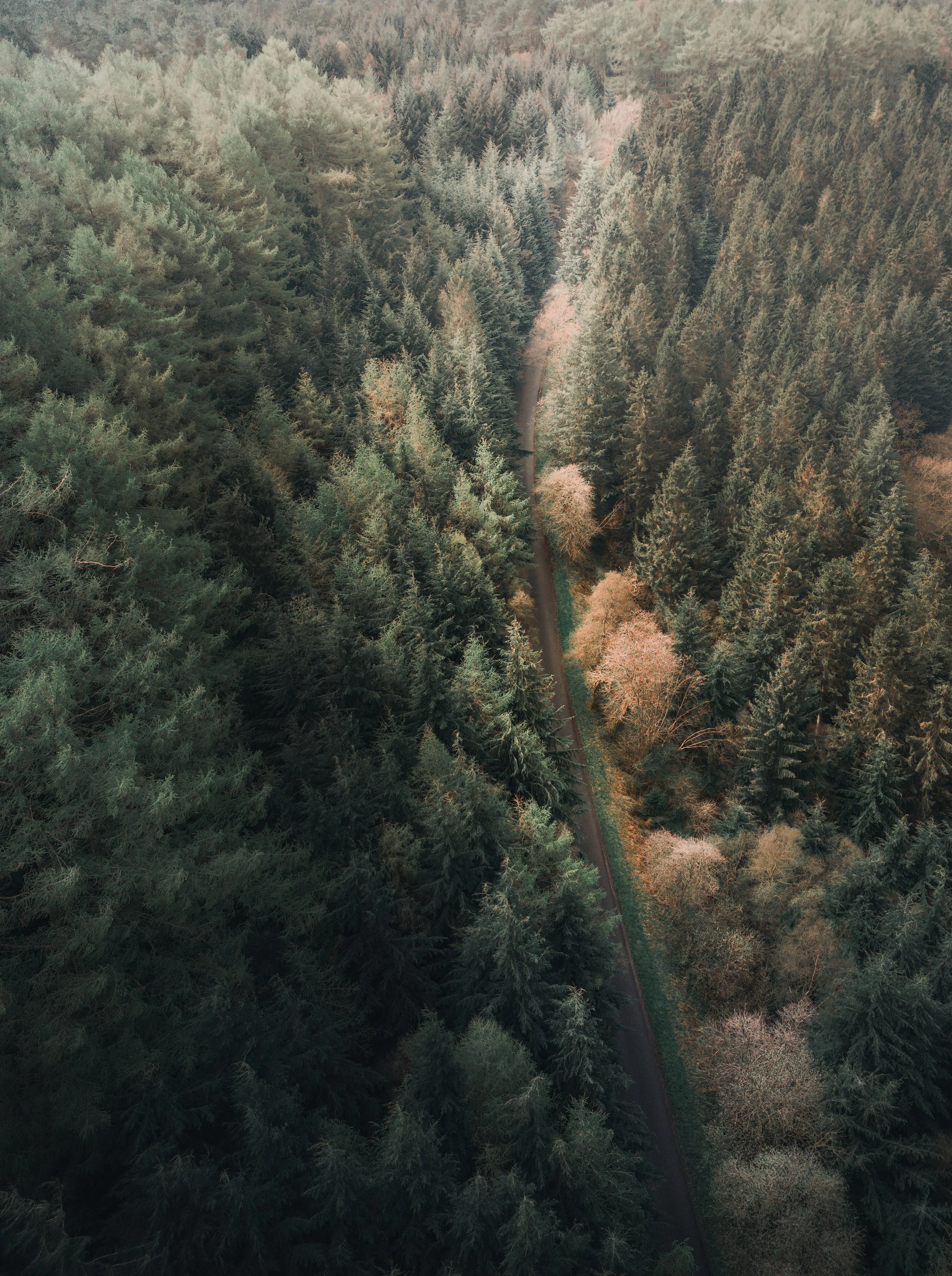 York Forest 1.jpg