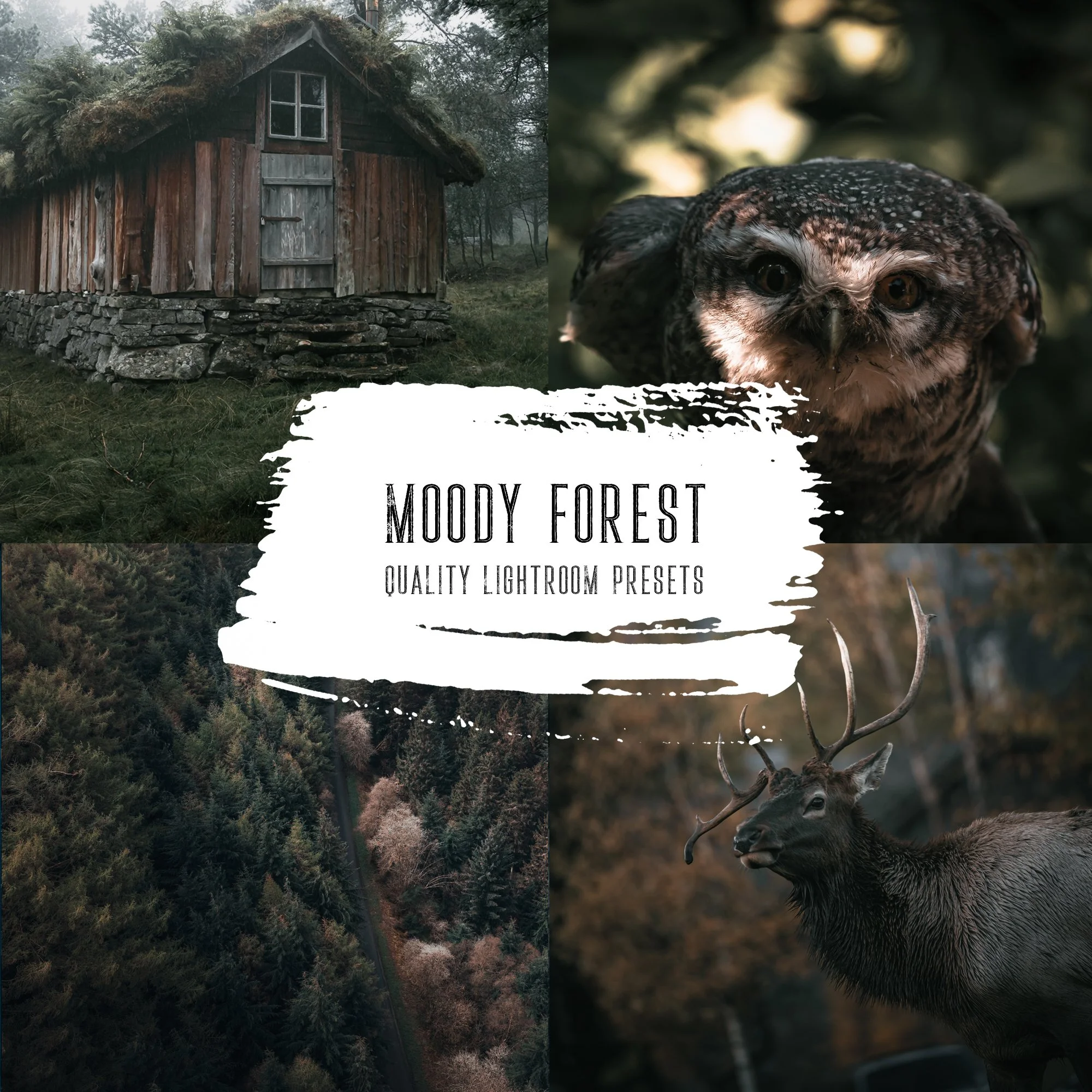Moody Forest Cover.jpg
