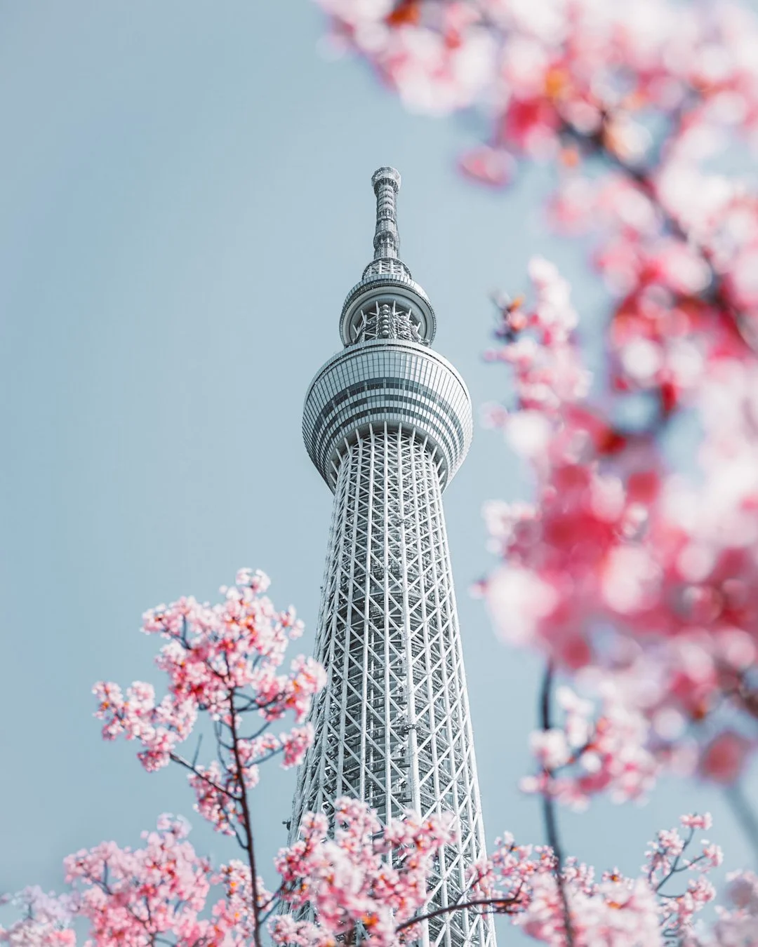 Tokyo Skytree tower with pink cherry blossoms in the foreground
