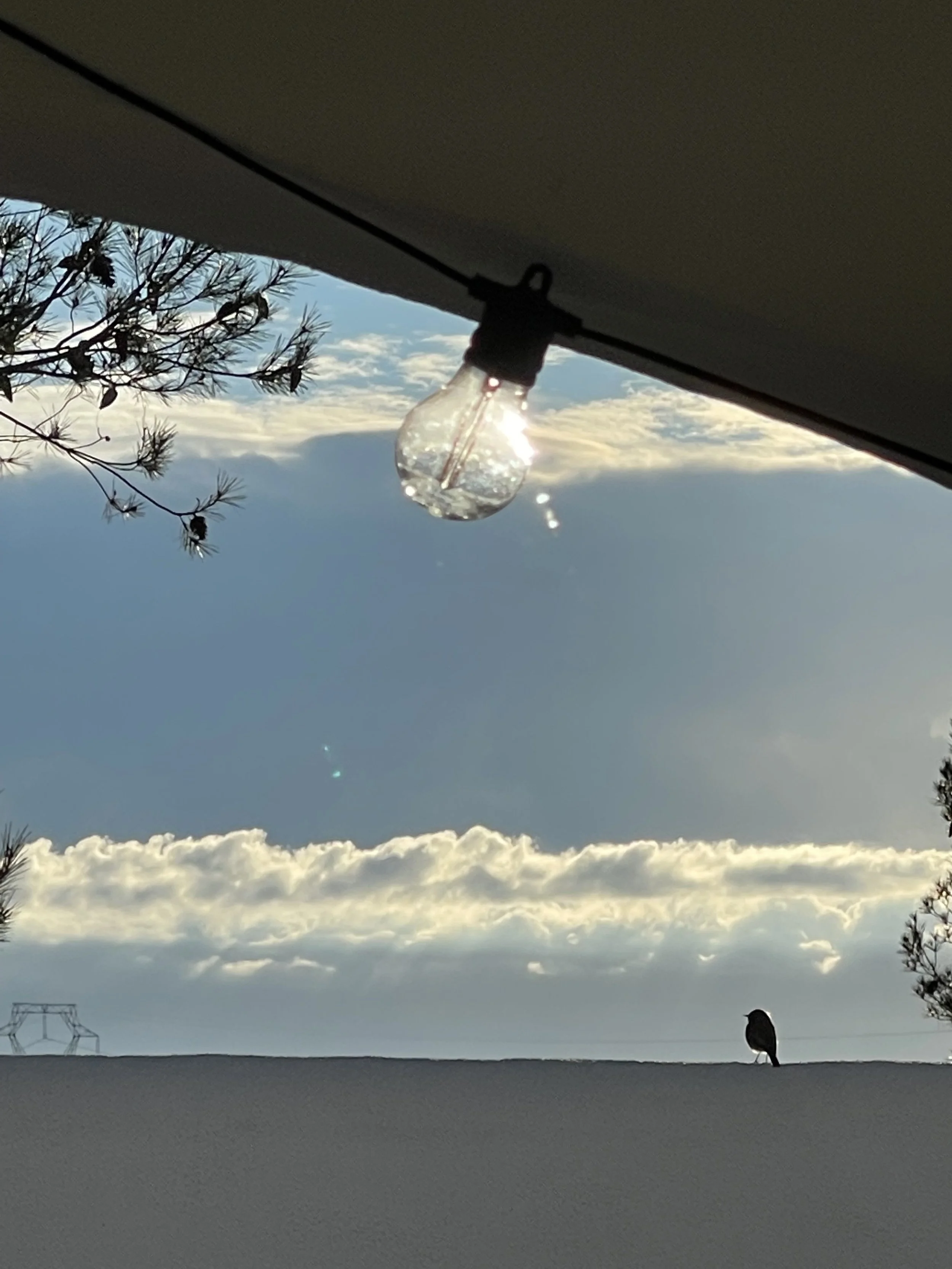 Shelter 2 bird and bulb.jpg