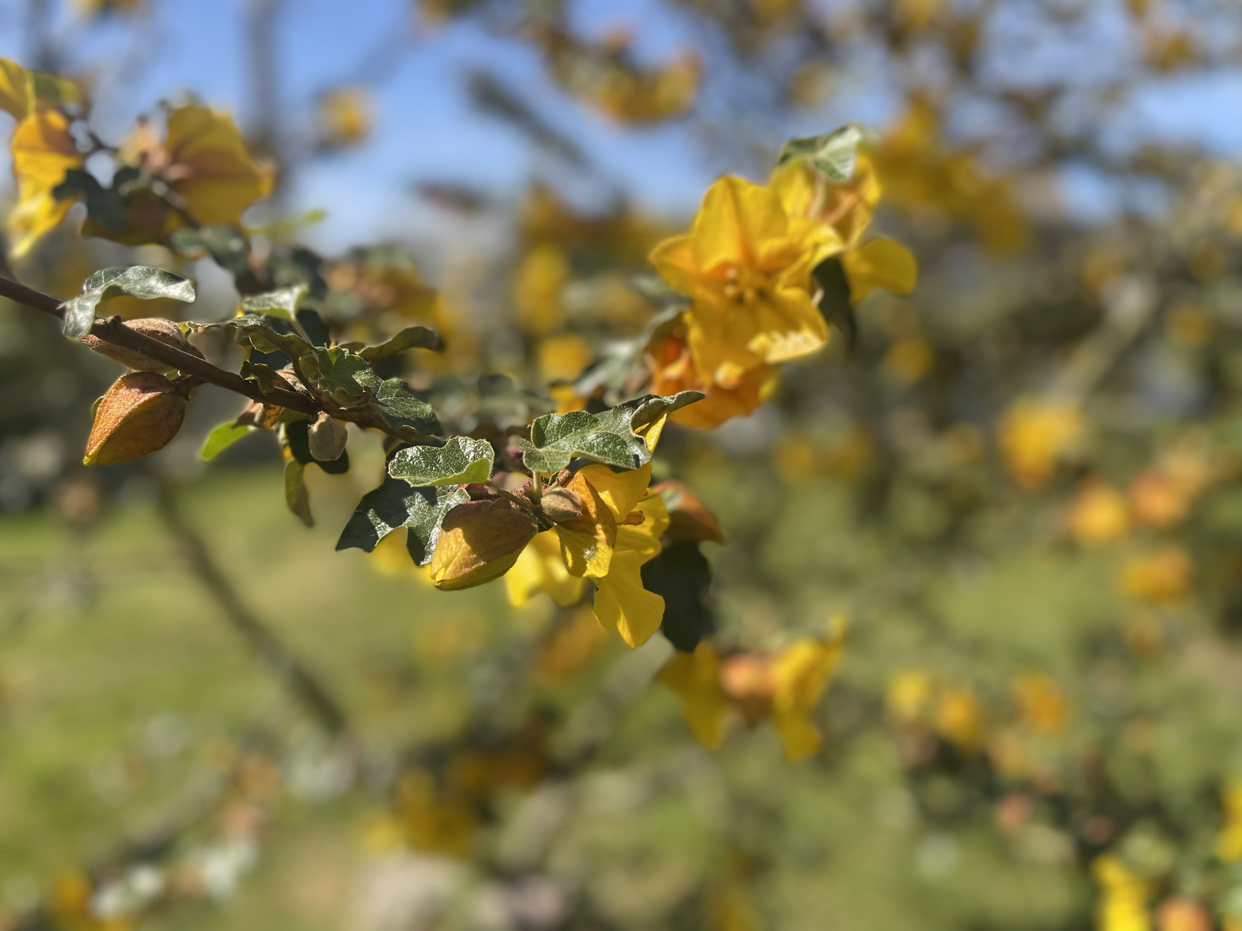 Floraison jaune sur un arbre avec un ciel bleu en arrière-plan.