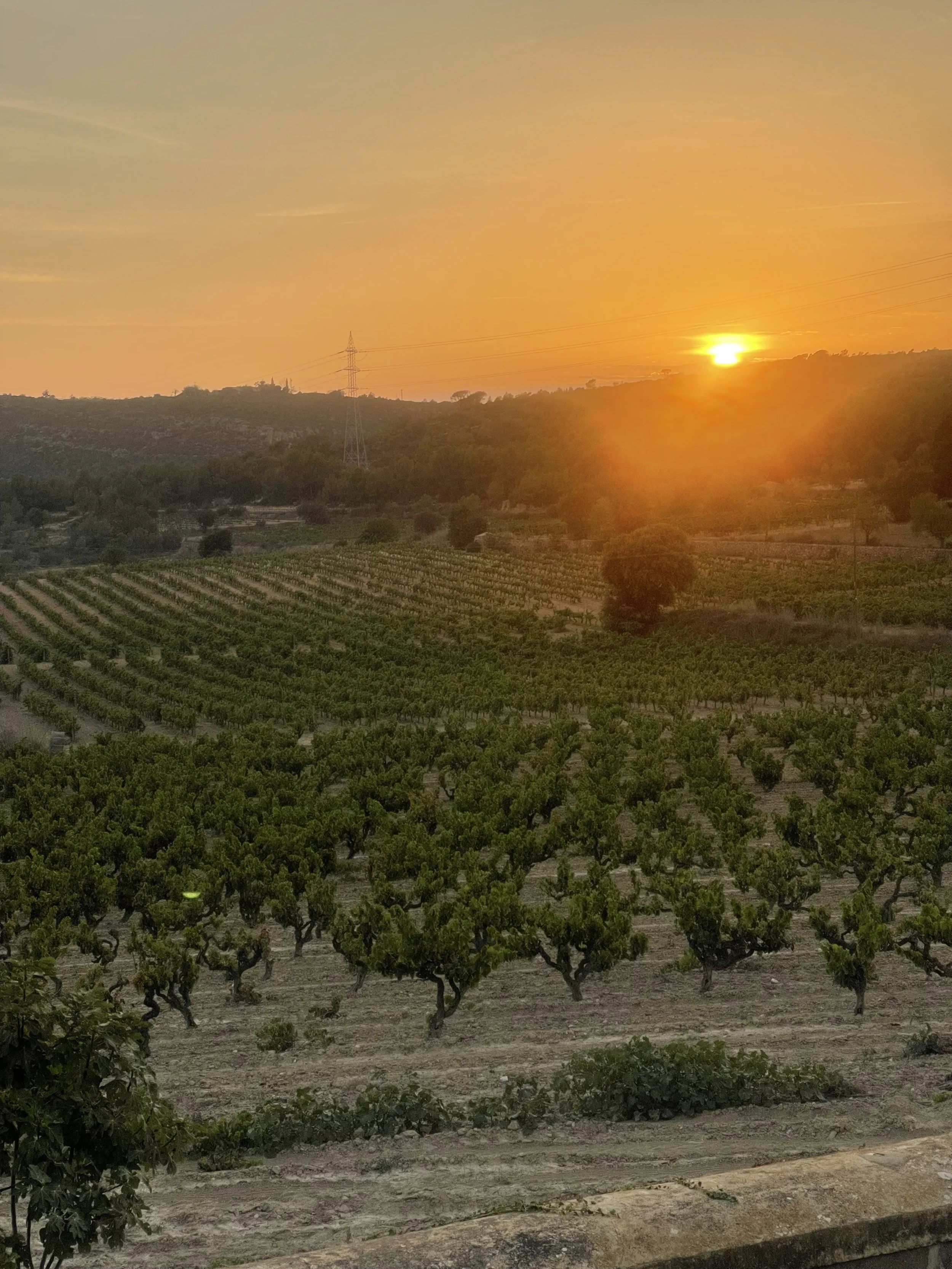 Vineyards Penedes garraf shelter.jpg