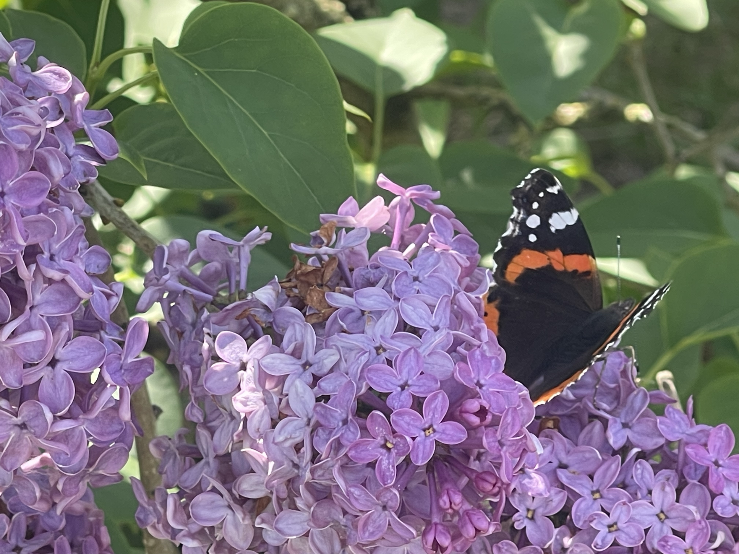 Un papillon noir, blanc et orange se pose sur des fleurs de lilas violet. Le fond est constitué de feuilles vertes.