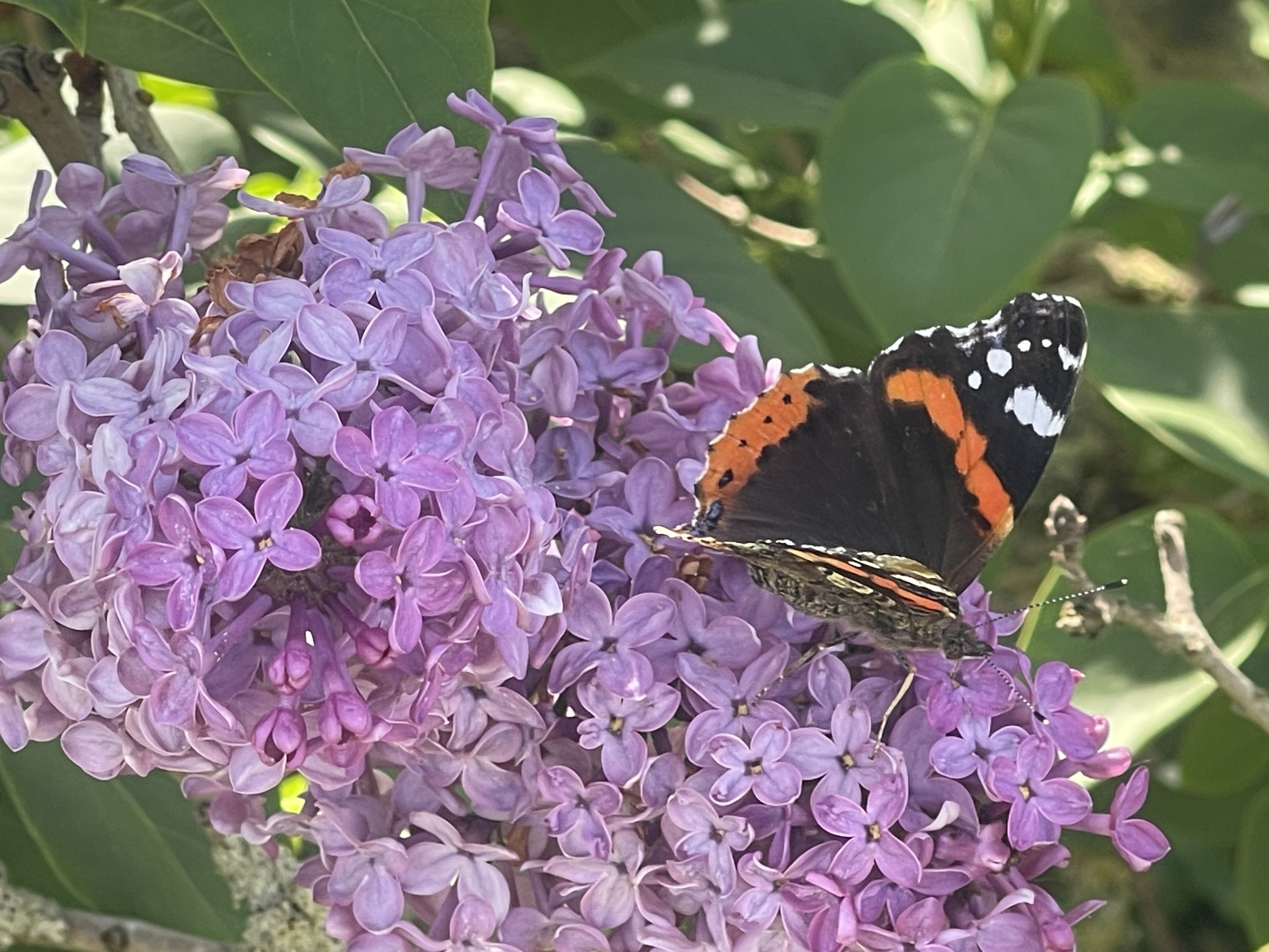 Un papillon coloré posée sur une fleur violette de lilas dans un environnement végétal.