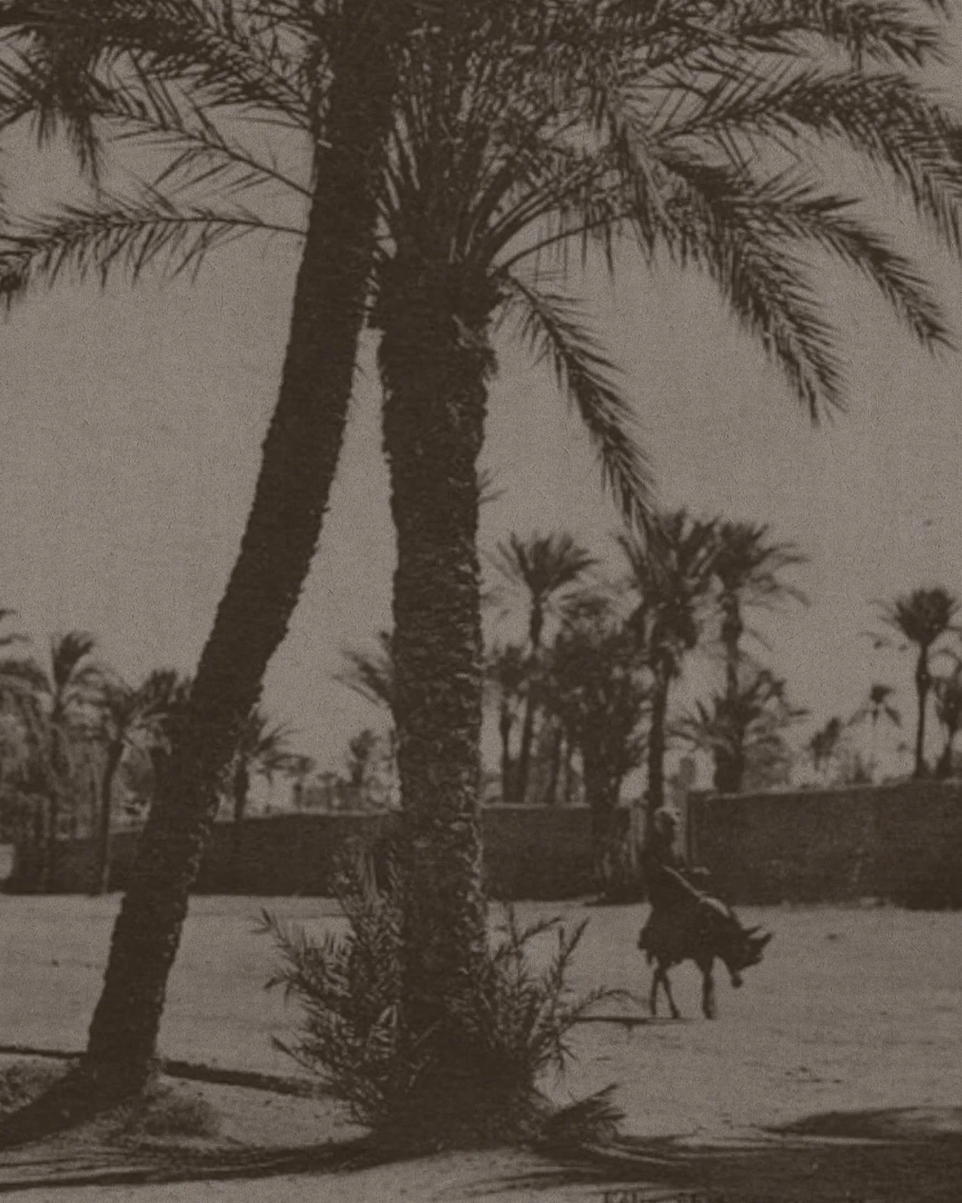 Inspiration. 

Marrakech | Palmiers.

🌞

#azuristudiosolaire 
#inspiration 
#photo 
#moodboard 
#studiographique 
#universdemarque 
#hospitality 
#bien&ecirc;tre 
#marrakech 
#studiosolaire