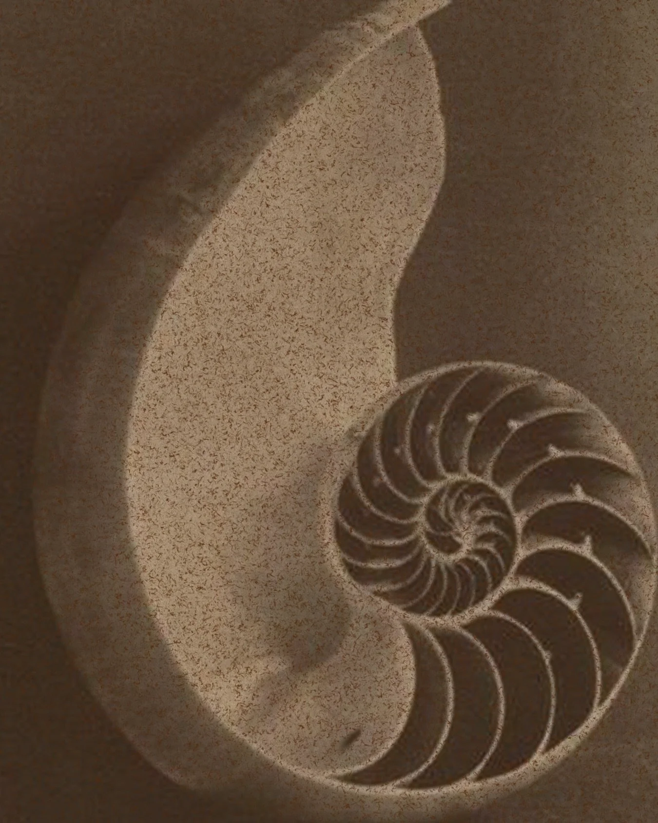 Le nautilus grandit en spirale, guid&eacute; par sa propre lumi&egrave;re. Une forme n&eacute;e de l&rsquo;oc&eacute;an, mais port&eacute;e par une essence solaire.

Comme chez Azuri, cr&eacute;er, c&rsquo;est r&eacute;v&eacute;ler ce qui brille d&ea