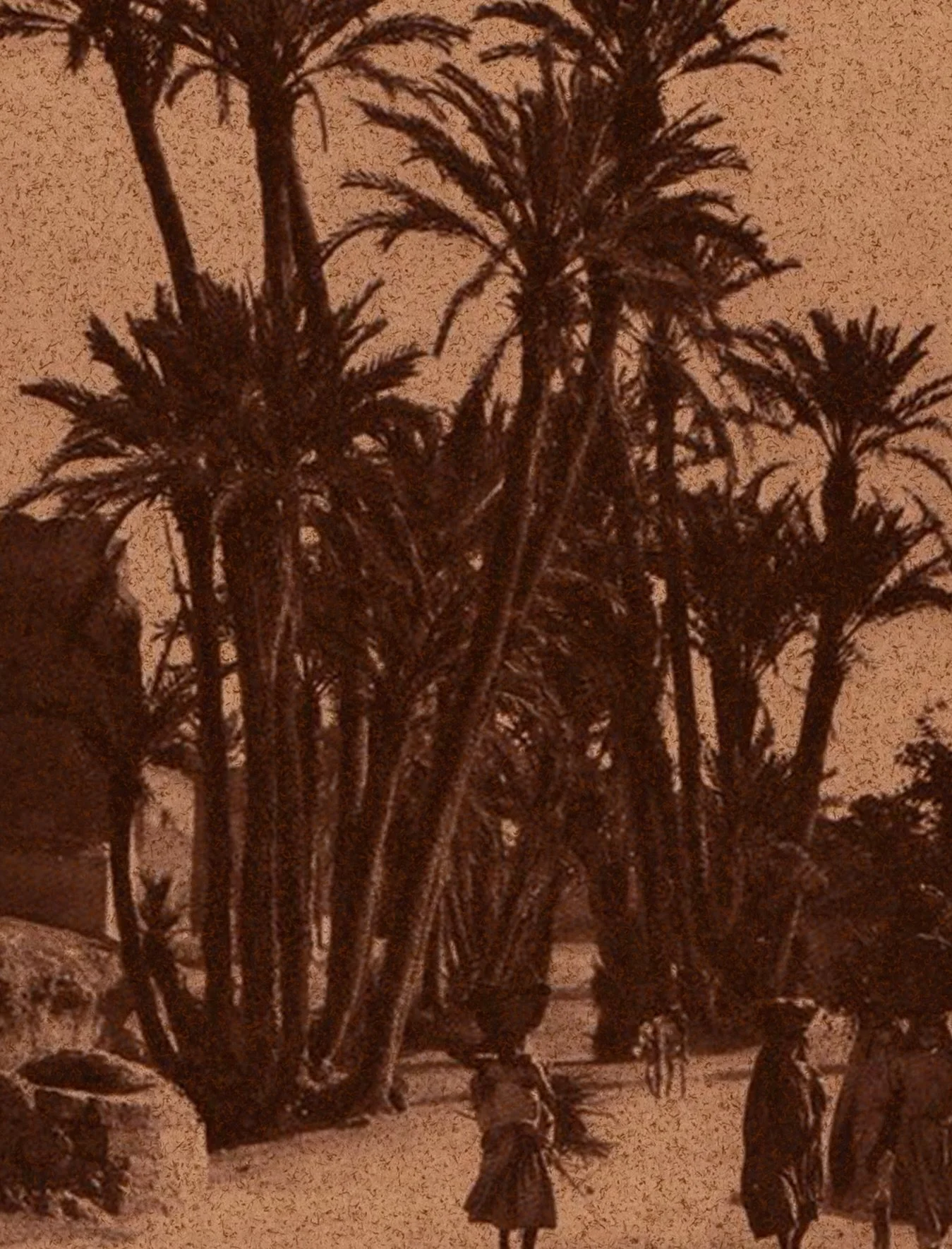 Inspiration.
Le palmier. 

🌞

Visuel Pinterest. 

#azuristudiosolaire 
#moodboard 
#photography 
#studiographique 
#graphistefreelance