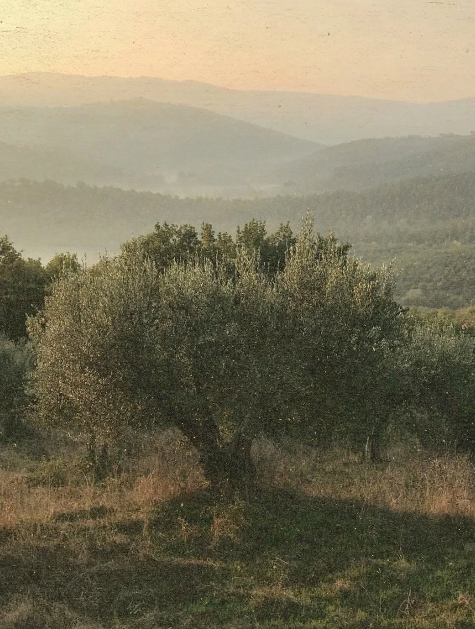 Olivier centenaire - nature.jpg