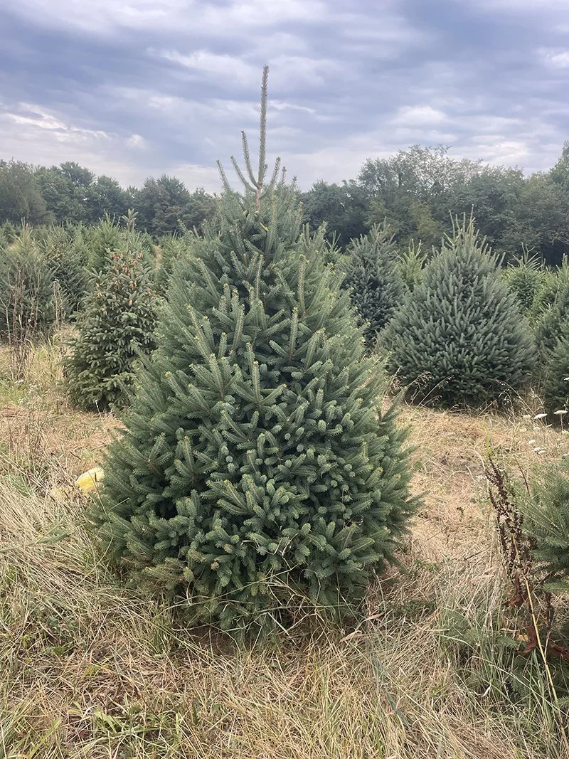 Available Trees — Ohio Trees