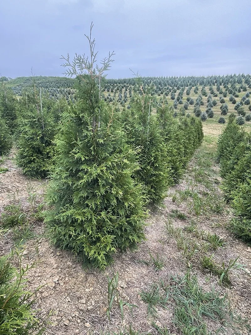 Available Trees — Ohio Trees