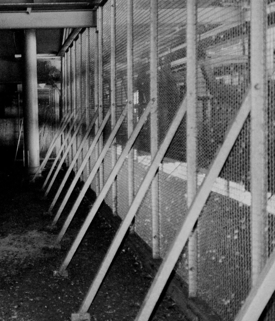 Black and white photo of a metal fence with diagonal support bars, and a sidewalk running alongside. Daniel Alexander Weiter - DAW