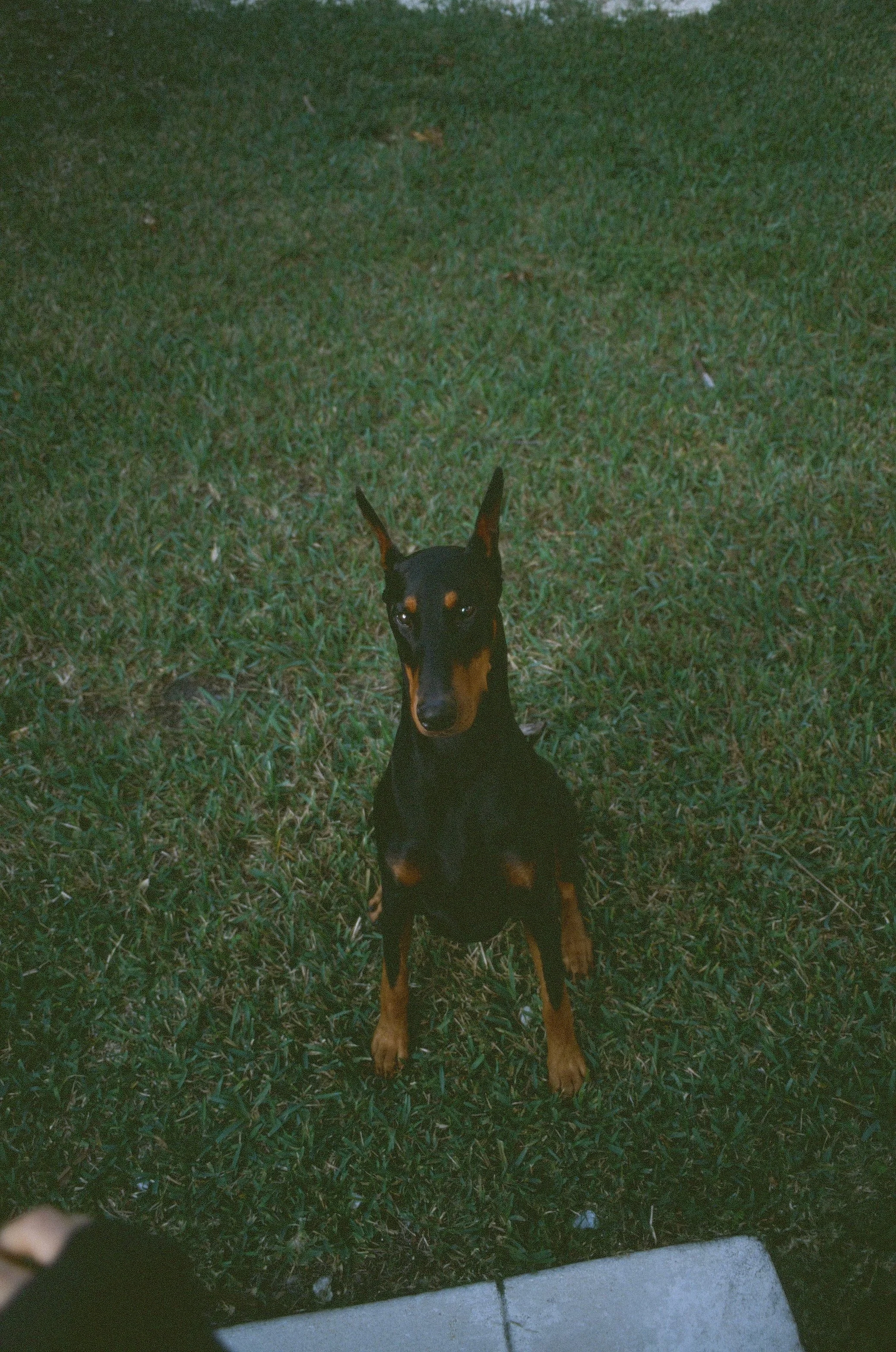 Your Dog Owns Your Wallet