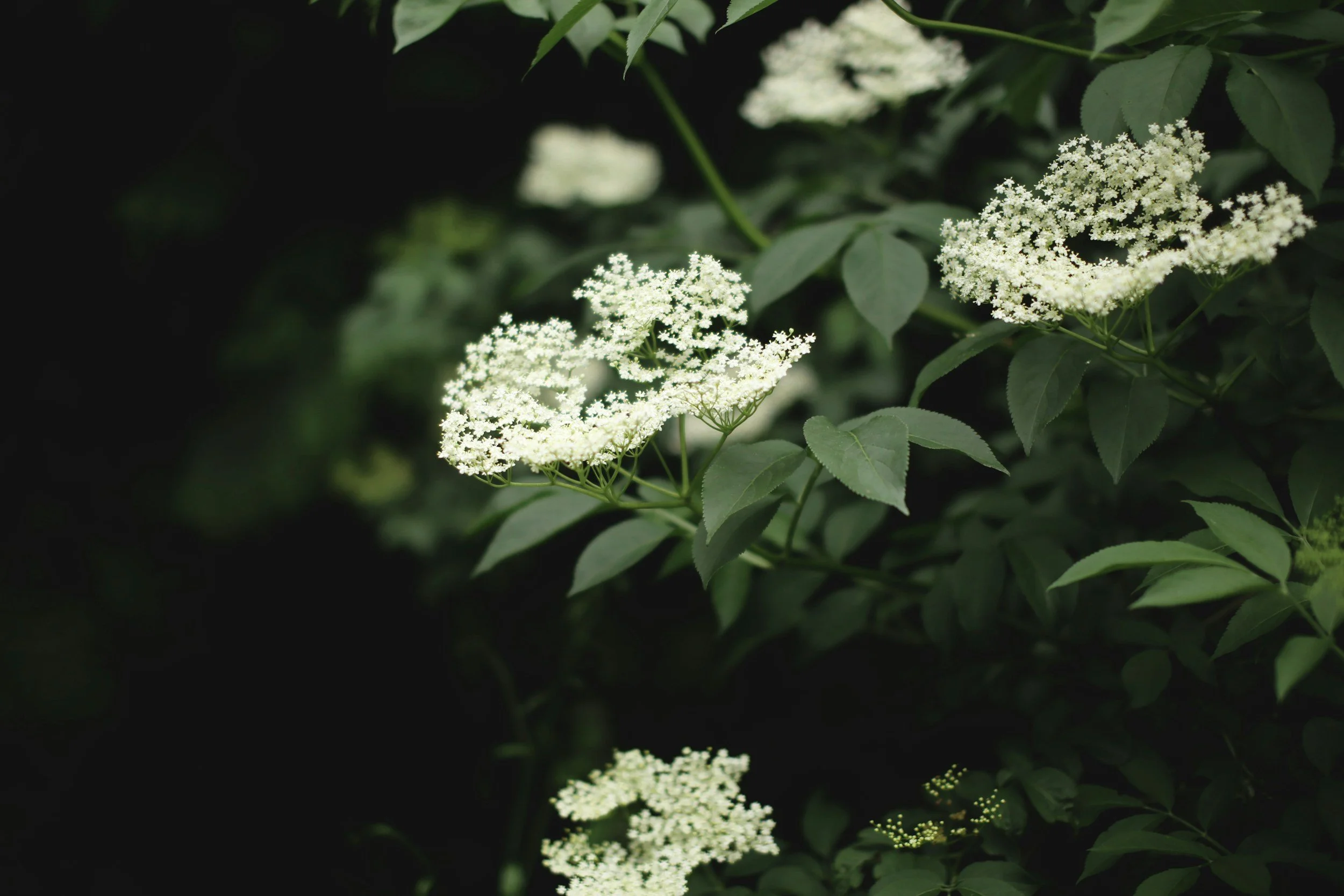 Plant Journey with Elderflower