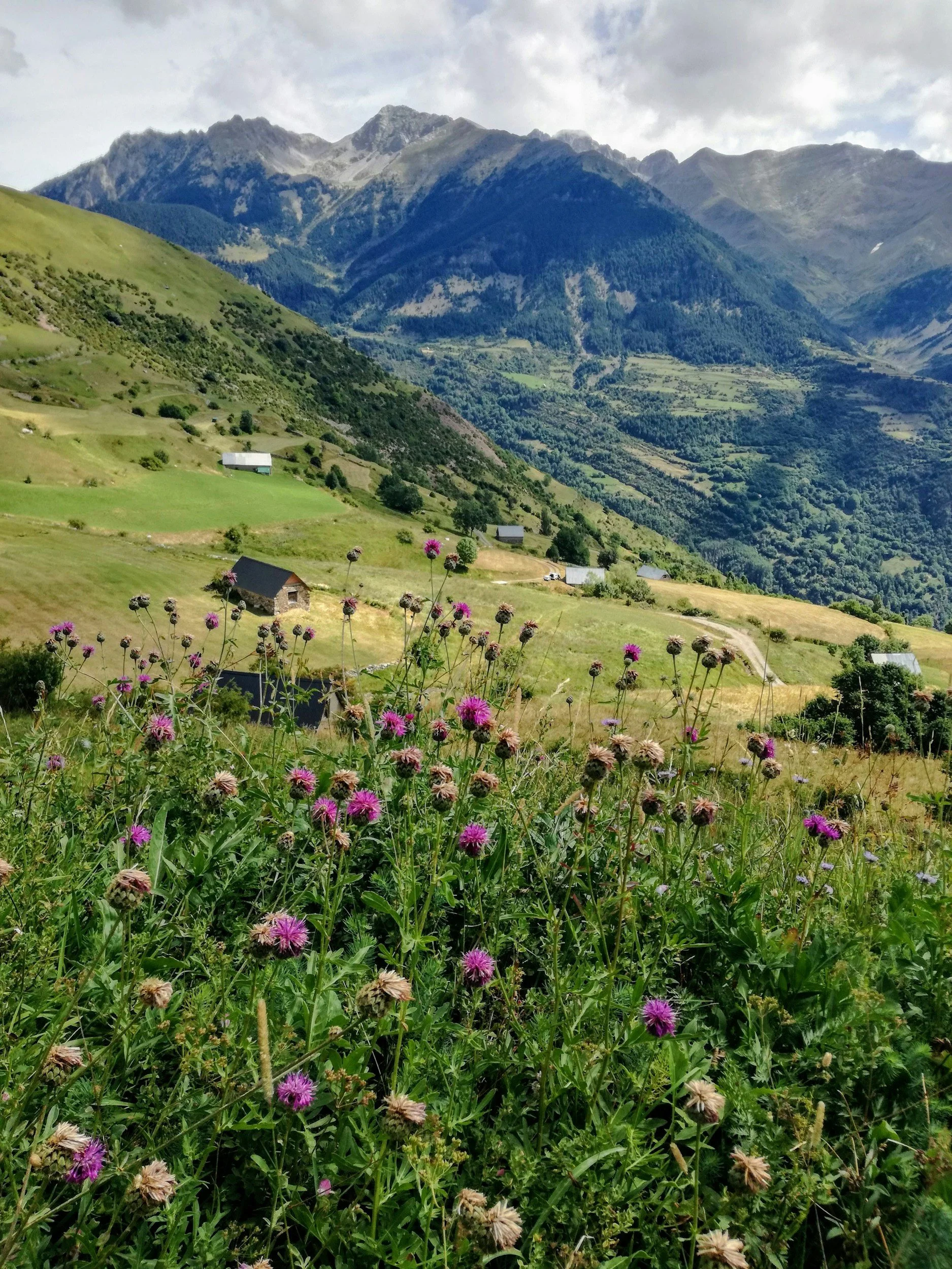 Plant Pilgrimage Pyrenees