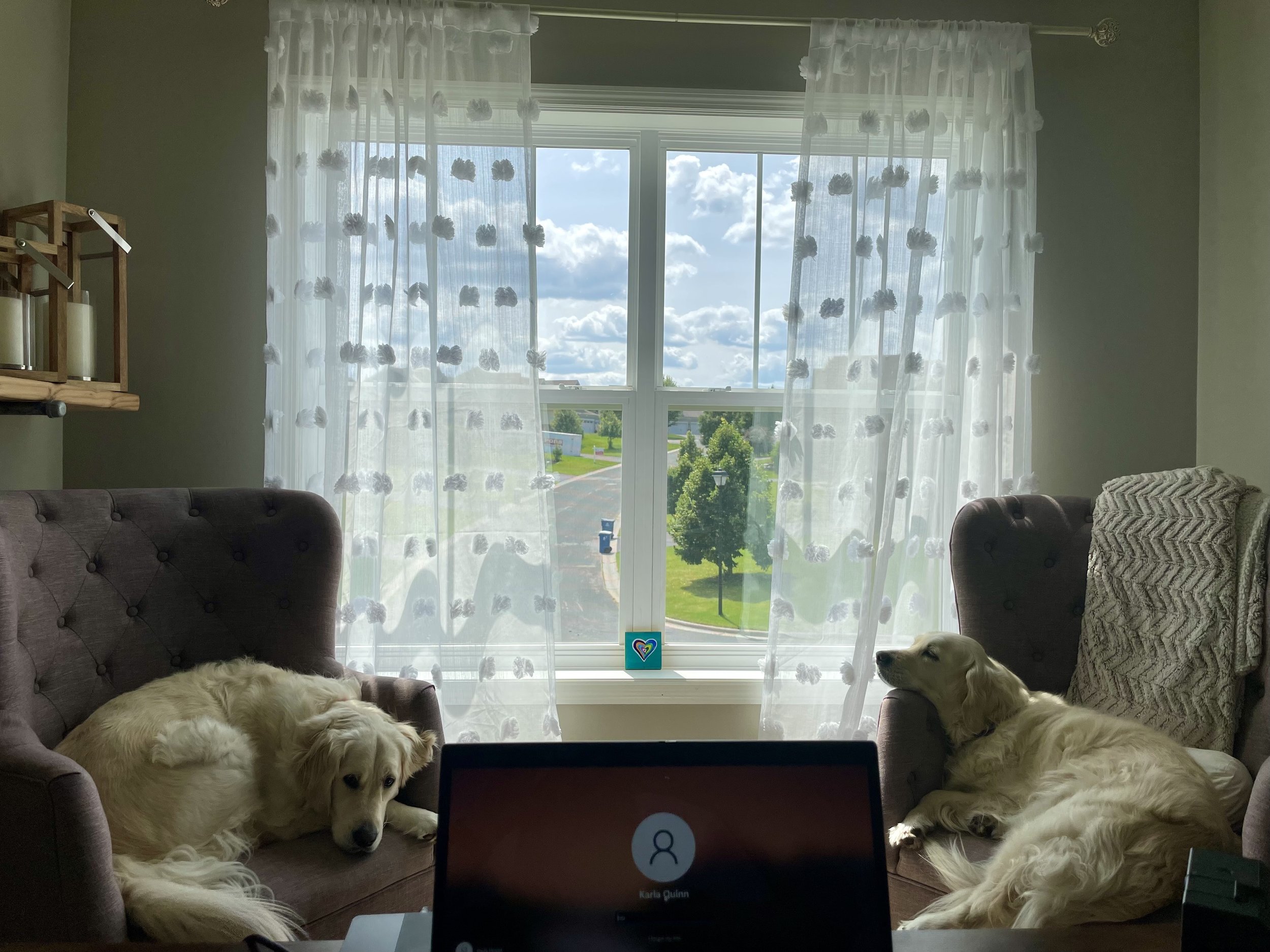 Two golden retrievers resting on brown armchairs in front of a large window with sheer curtains, overlooking a green outdoor area with trees and make clouds in sky.