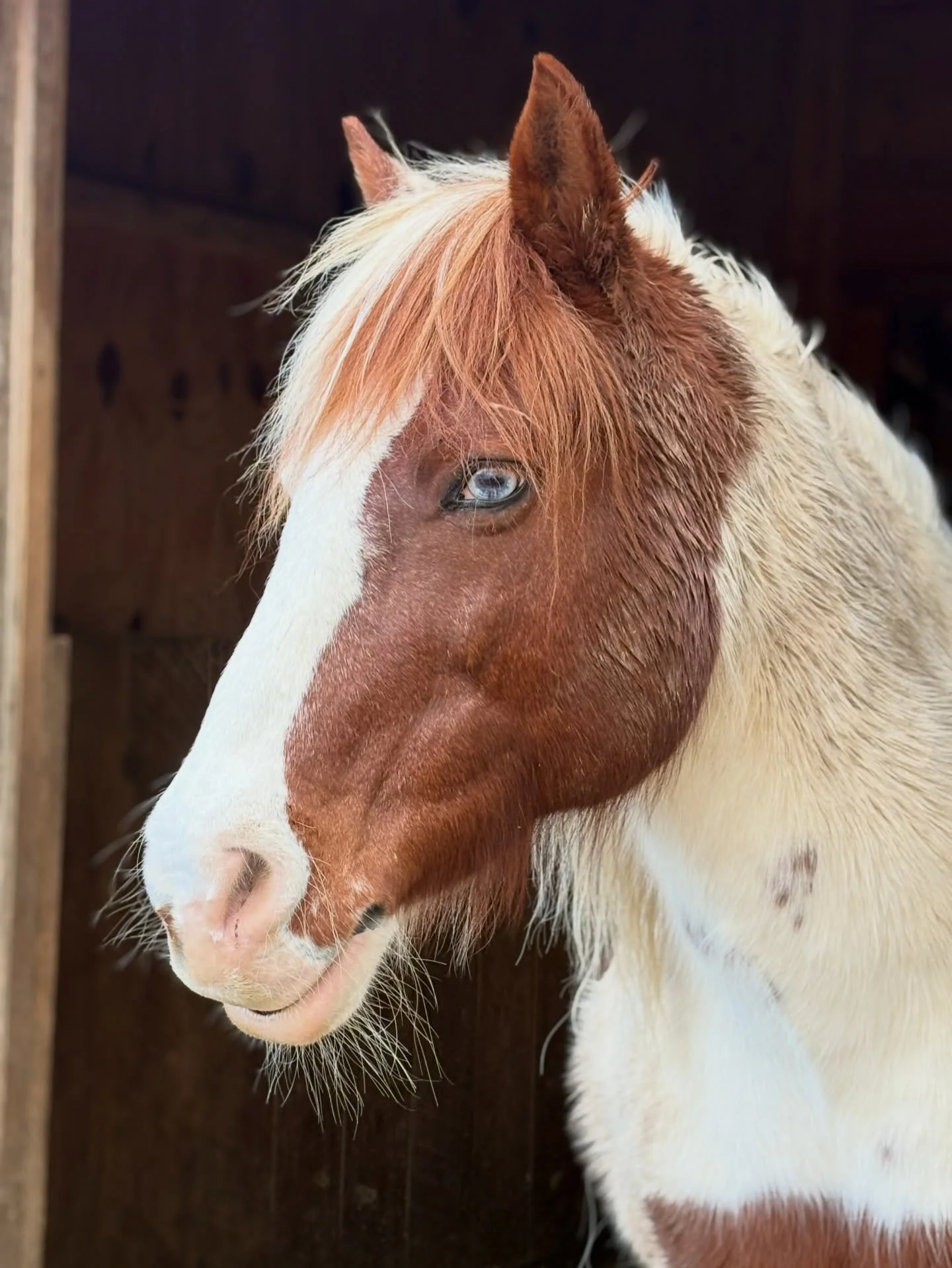 There is nothing wrong with your horse.

May this be the year that we stop trying to fix them or control them and start relating to them ❤️