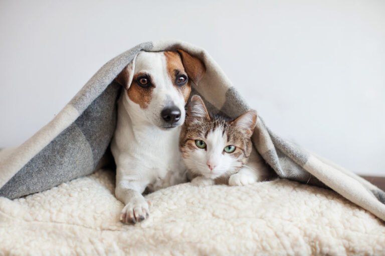 chat-et-chien-768x512.jpeg