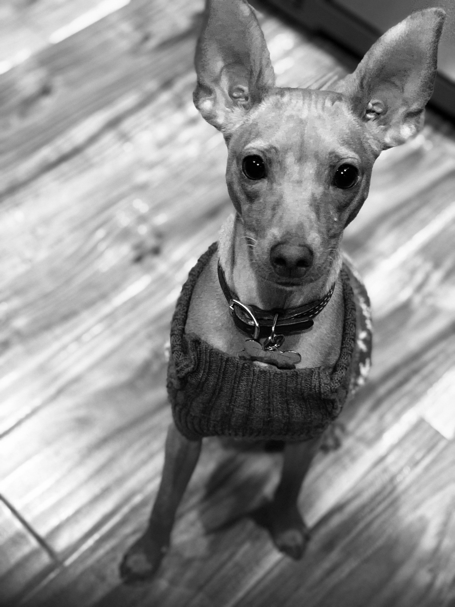 Black and white photo of a small dog with large ears wearing a sweater.