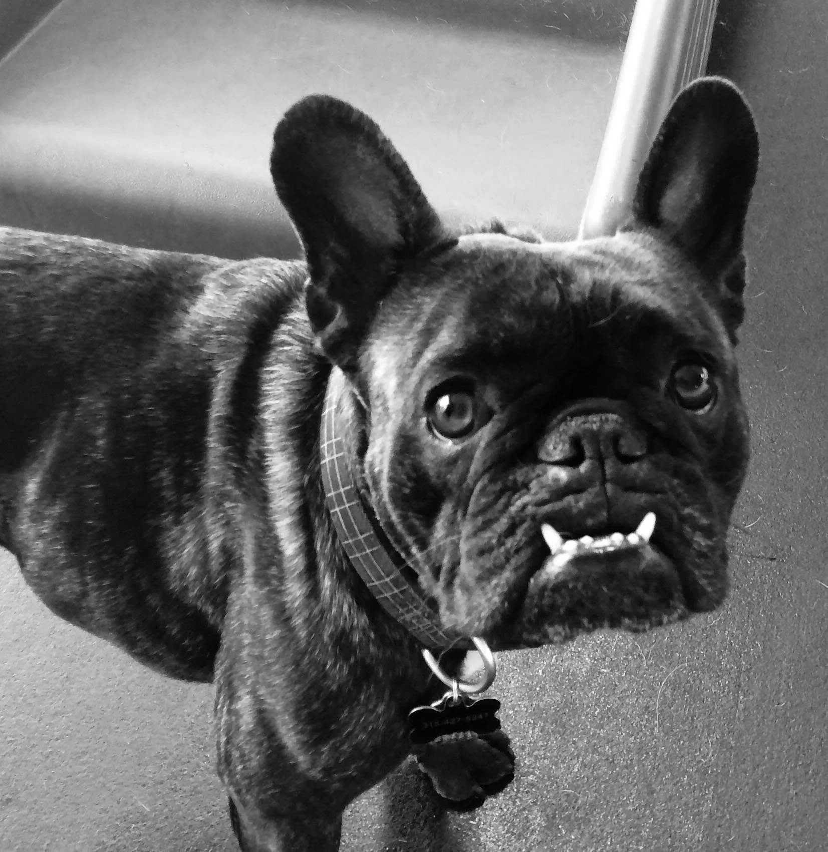 Close-up black and white photo of a brindle French Bulldog looking up, with large ears and a checkered collar.