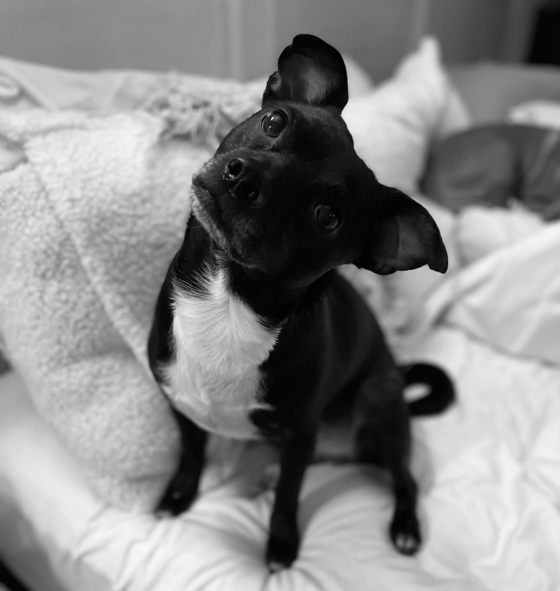 A black and white dog with a white patch on its chest, sitting on a bed with pillow and blanket, looking up at the camera.