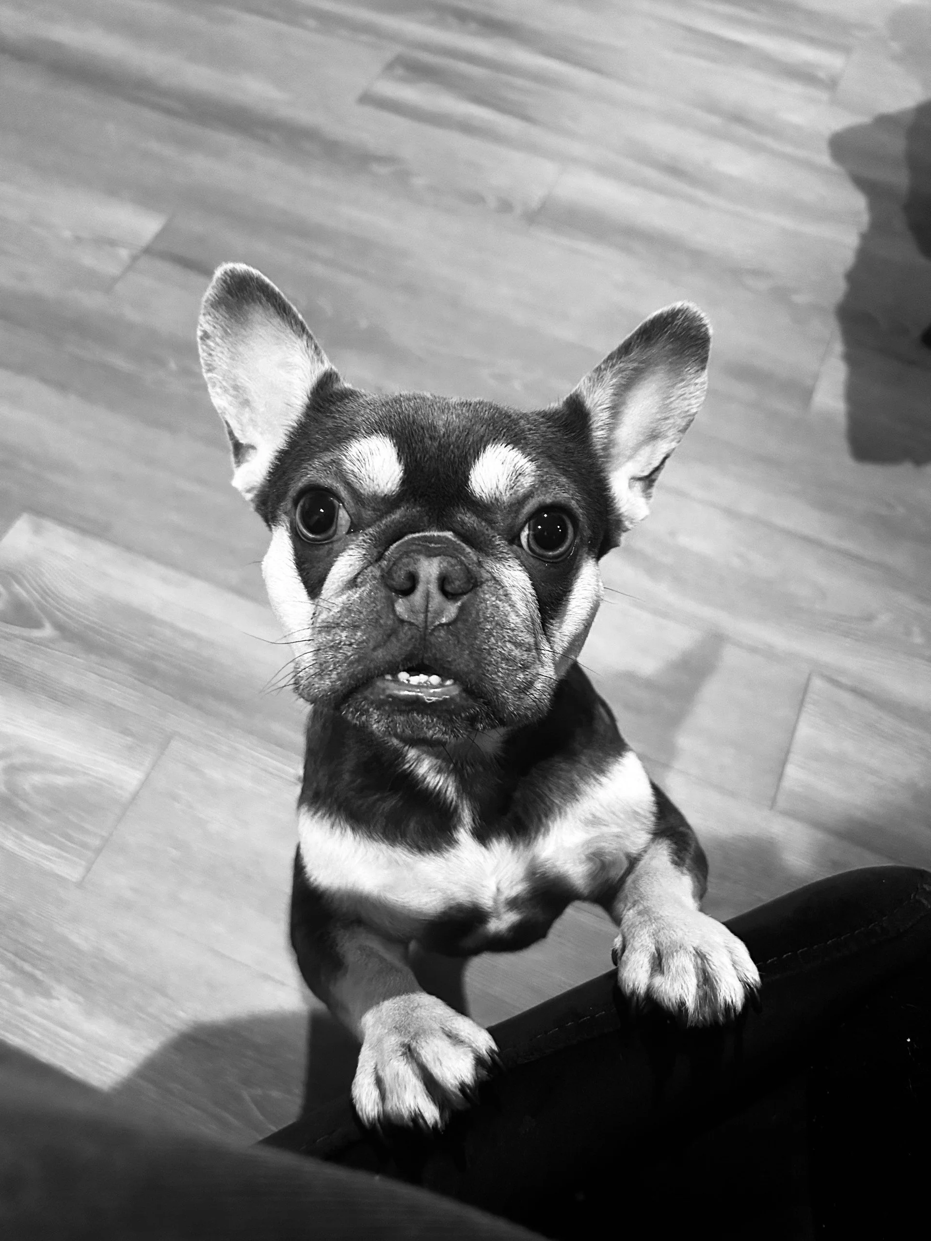 A French Bulldog puppy standing on its hind legs with paws on a person's leg, looking up at the camera on a wooden floor.