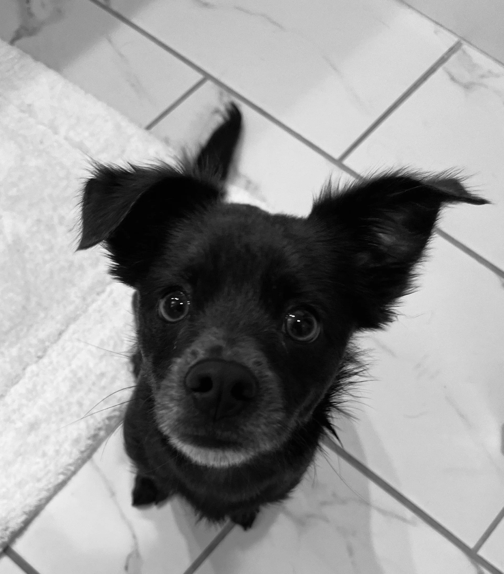 A black puppy with large ears and shiny eyes looking up at the camera, standing on a tiled floor next to a textured rug.