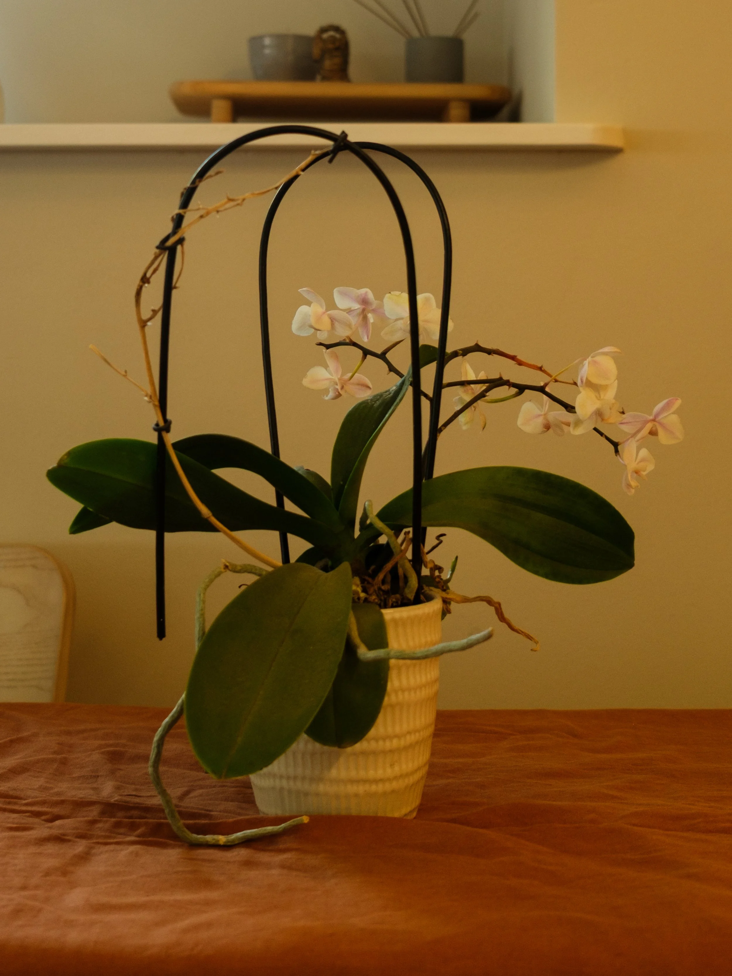 StudioBanno_LoveCafé_2026.07.19_02_2576x3431.jpg