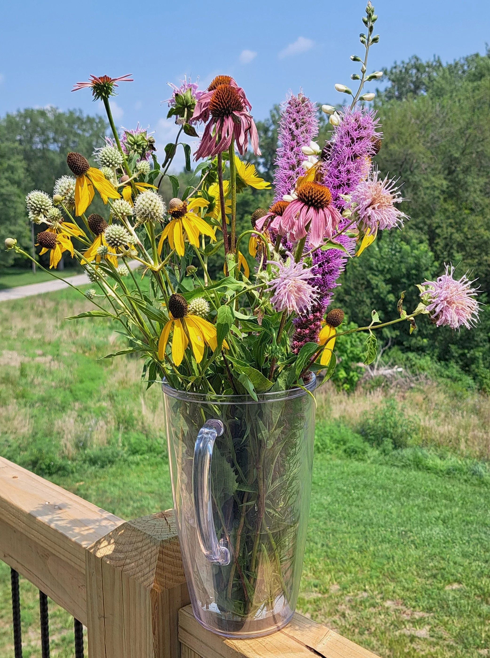 Native Missouri Wildflowers I Wish Everyone Would Plant