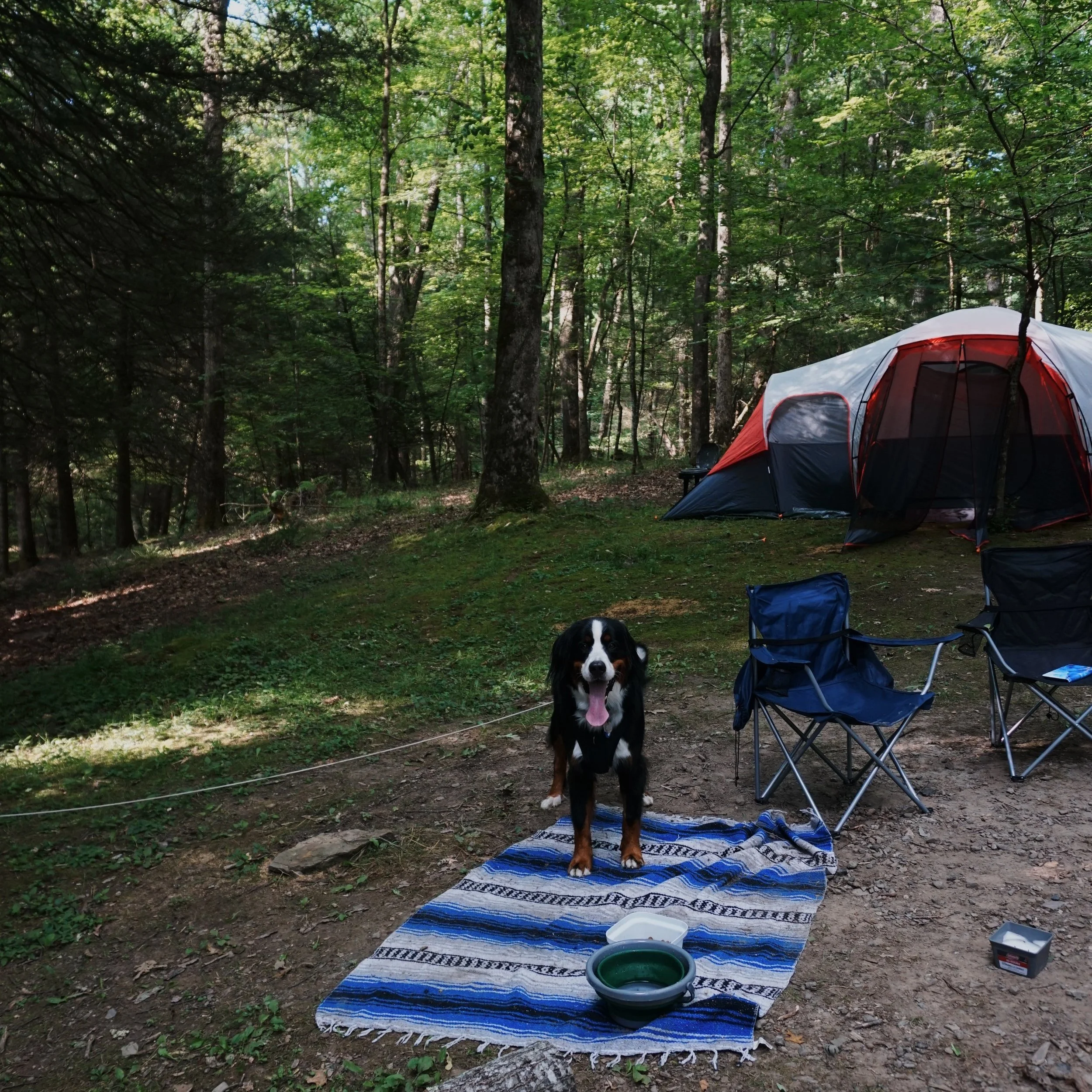 Milo hanging out at our camp site.