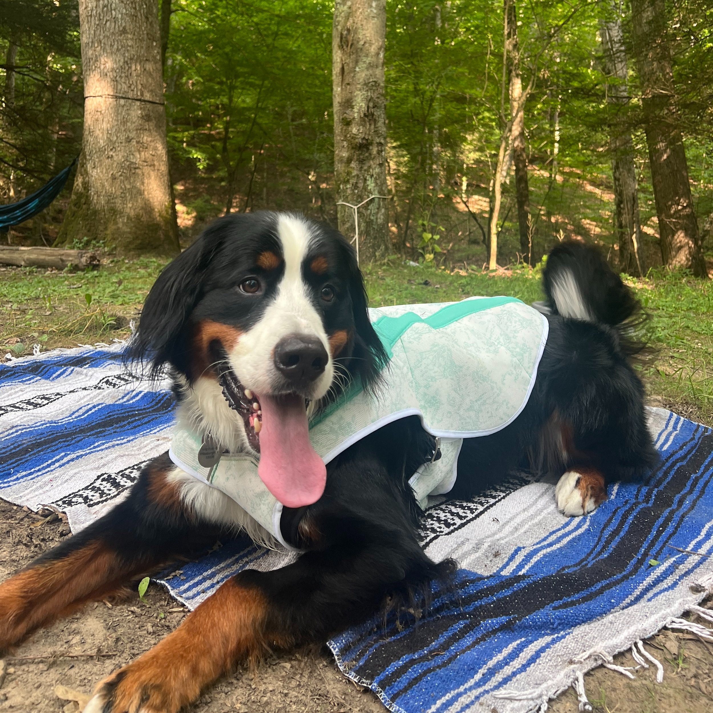 Ruffwear Swamp Cooler Cooling Vest