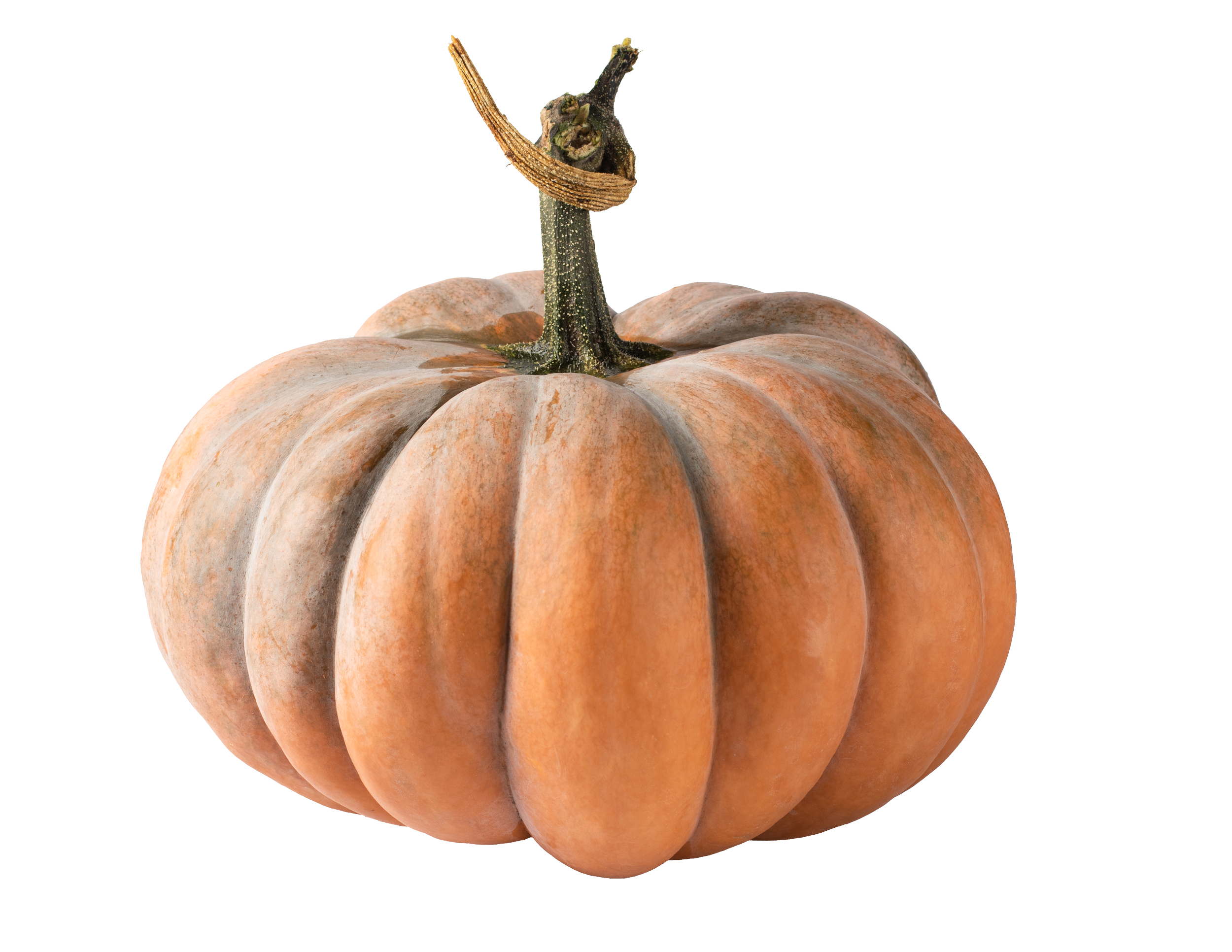 Cook, Bake, and Celebrate the Magic of Pumpkin