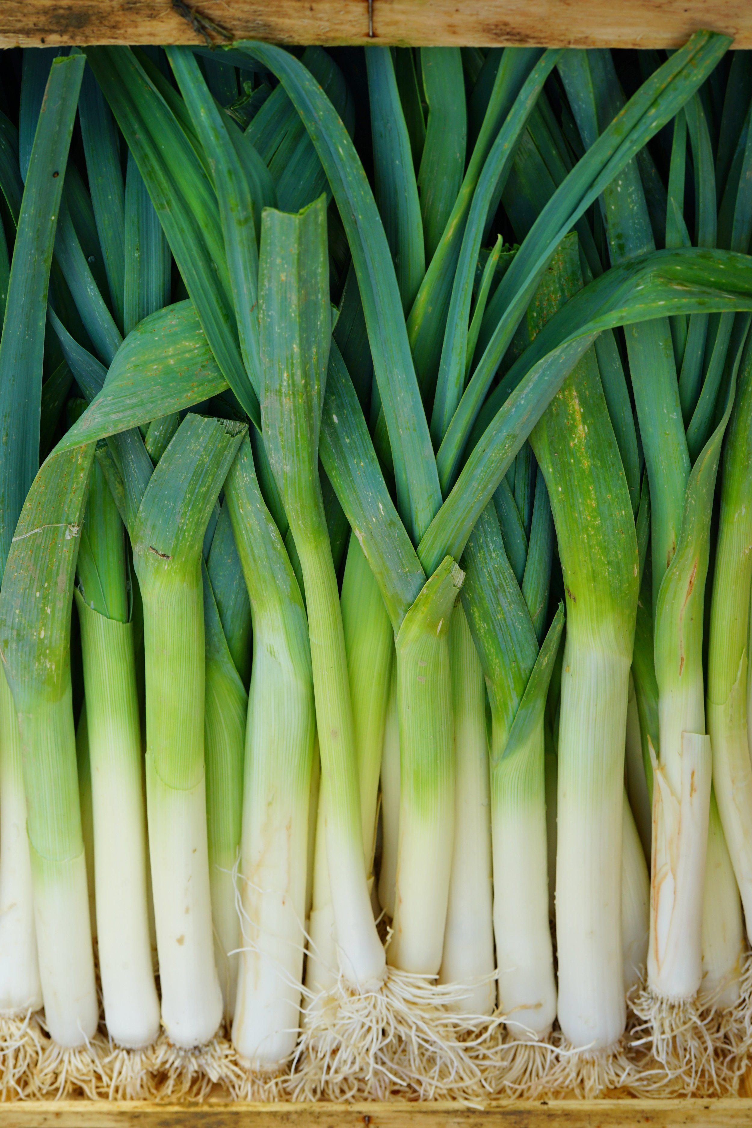 The Subtle Art of Cooking with Leeks