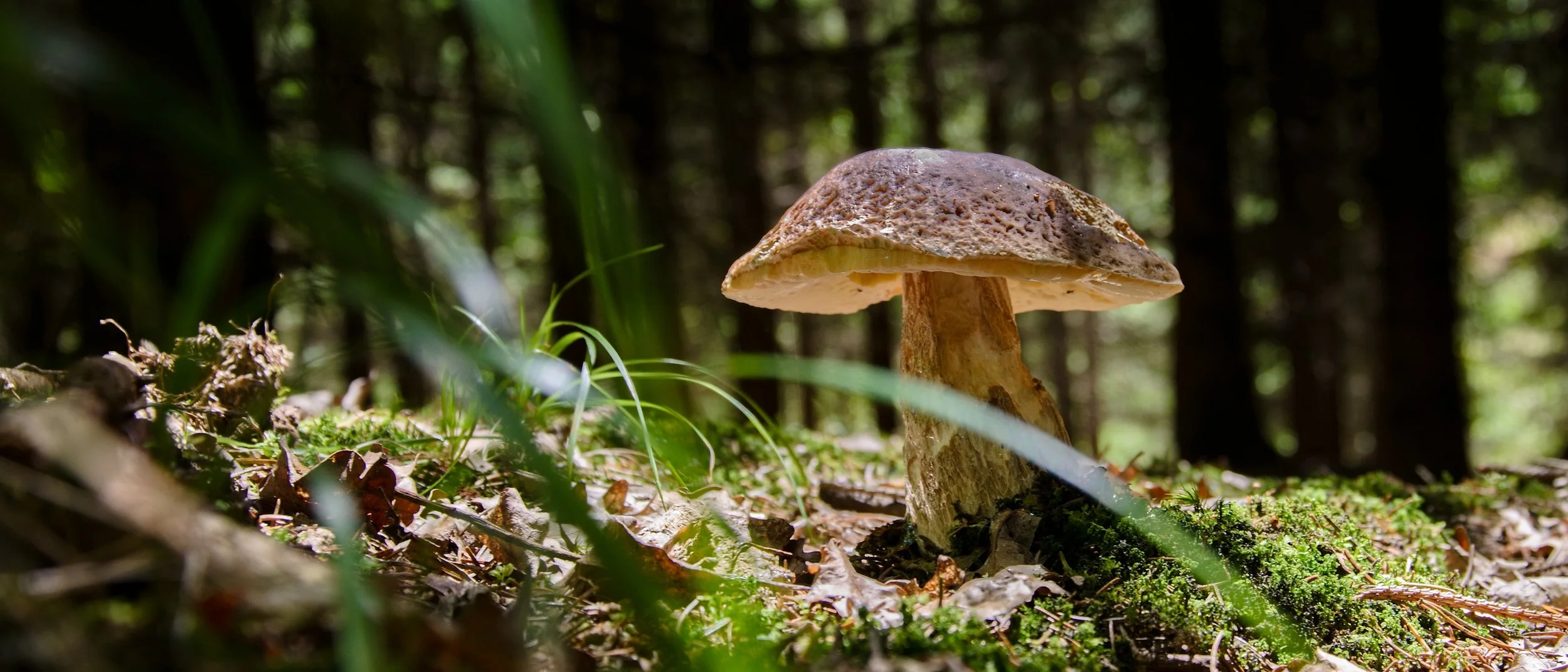 Mushroom Powders: From Forest Floor to Kitchen Shelf