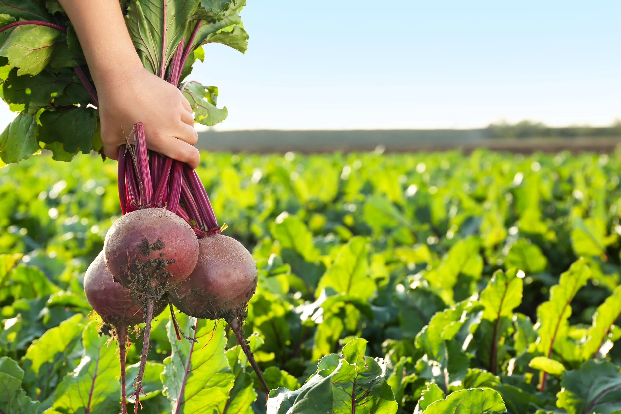 Beets Deserve a Second Look (and a Better Recipe)