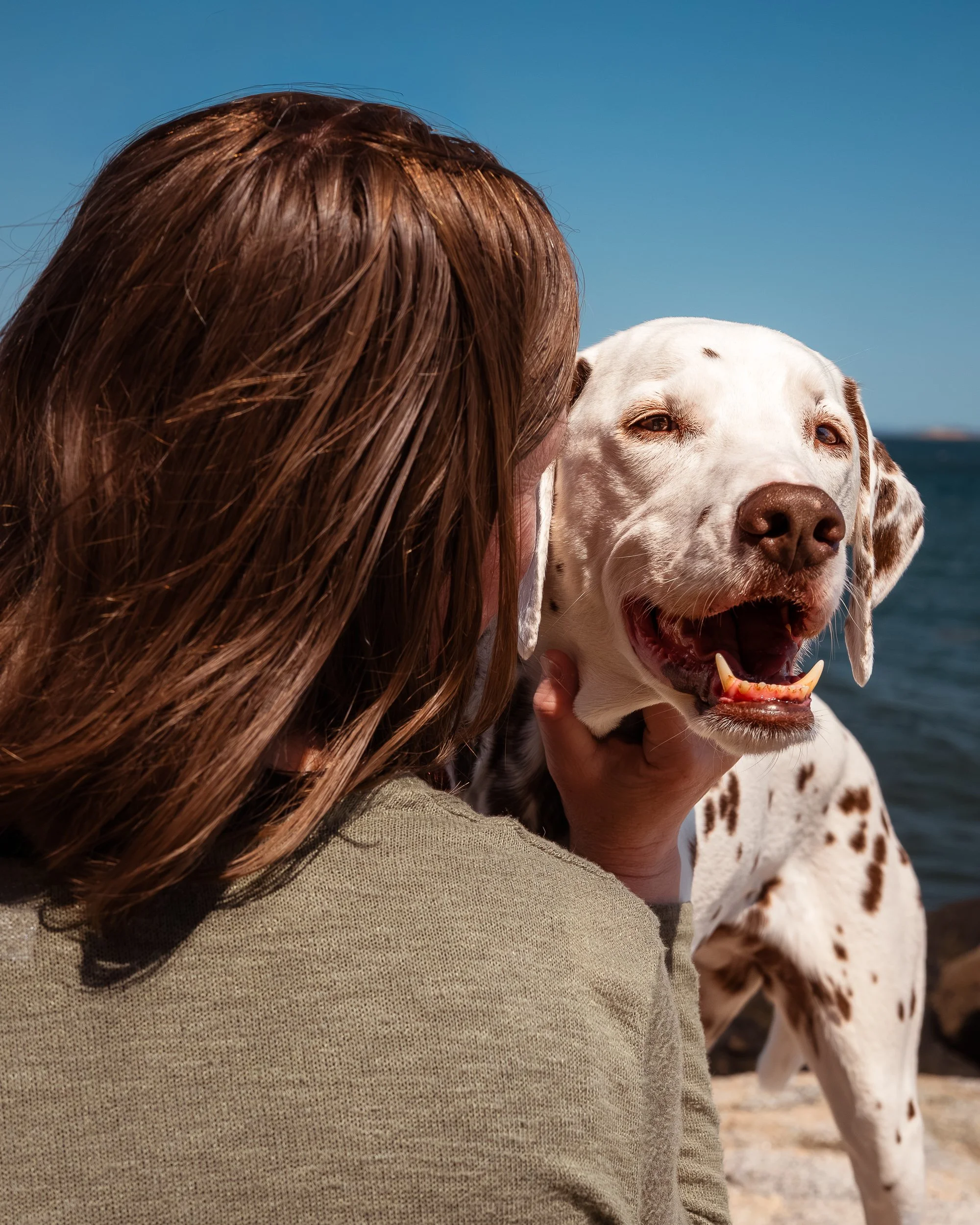 Dalmatian looks over owners shoulder owls head maine